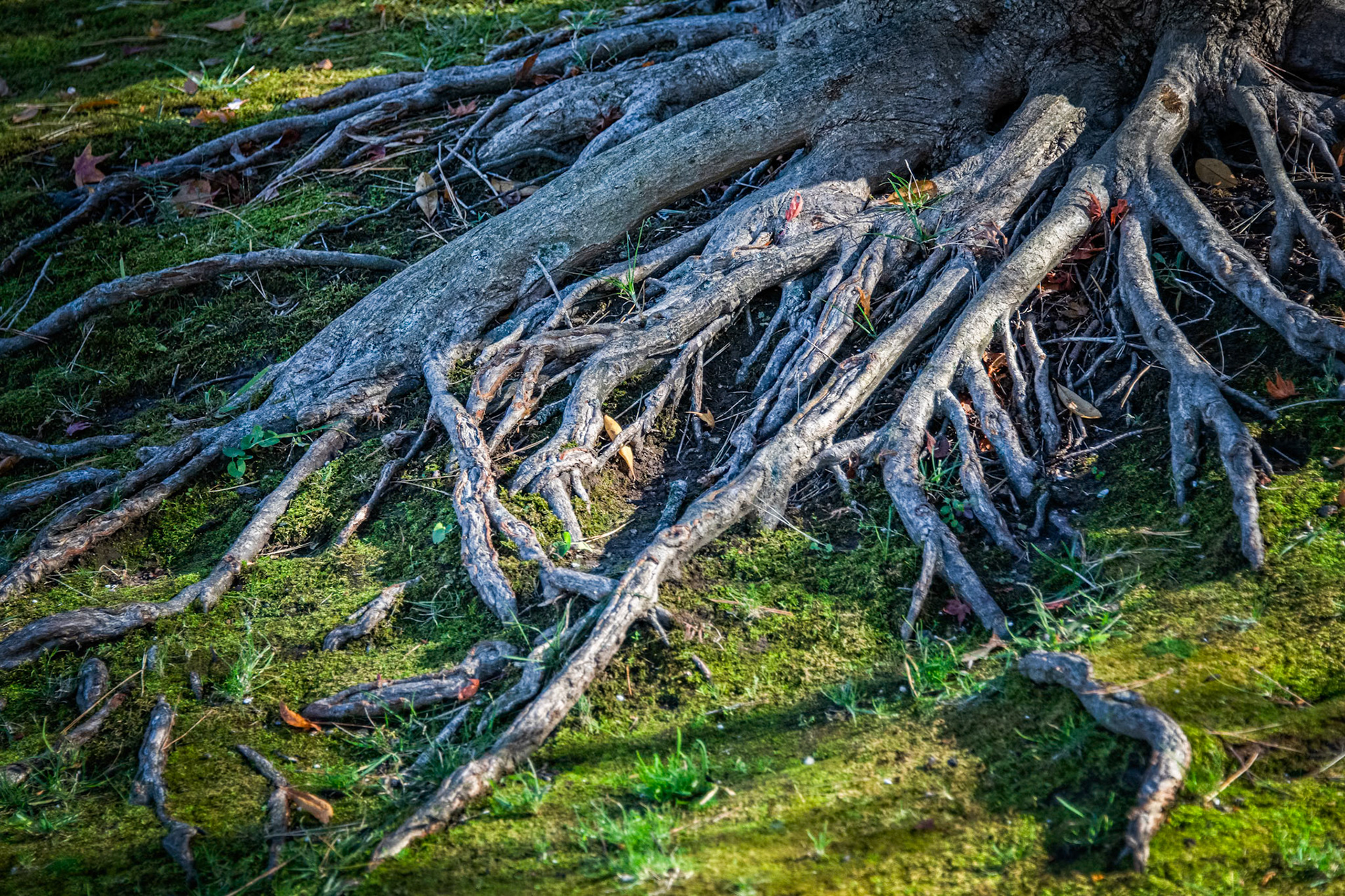 Trees at MOBOT