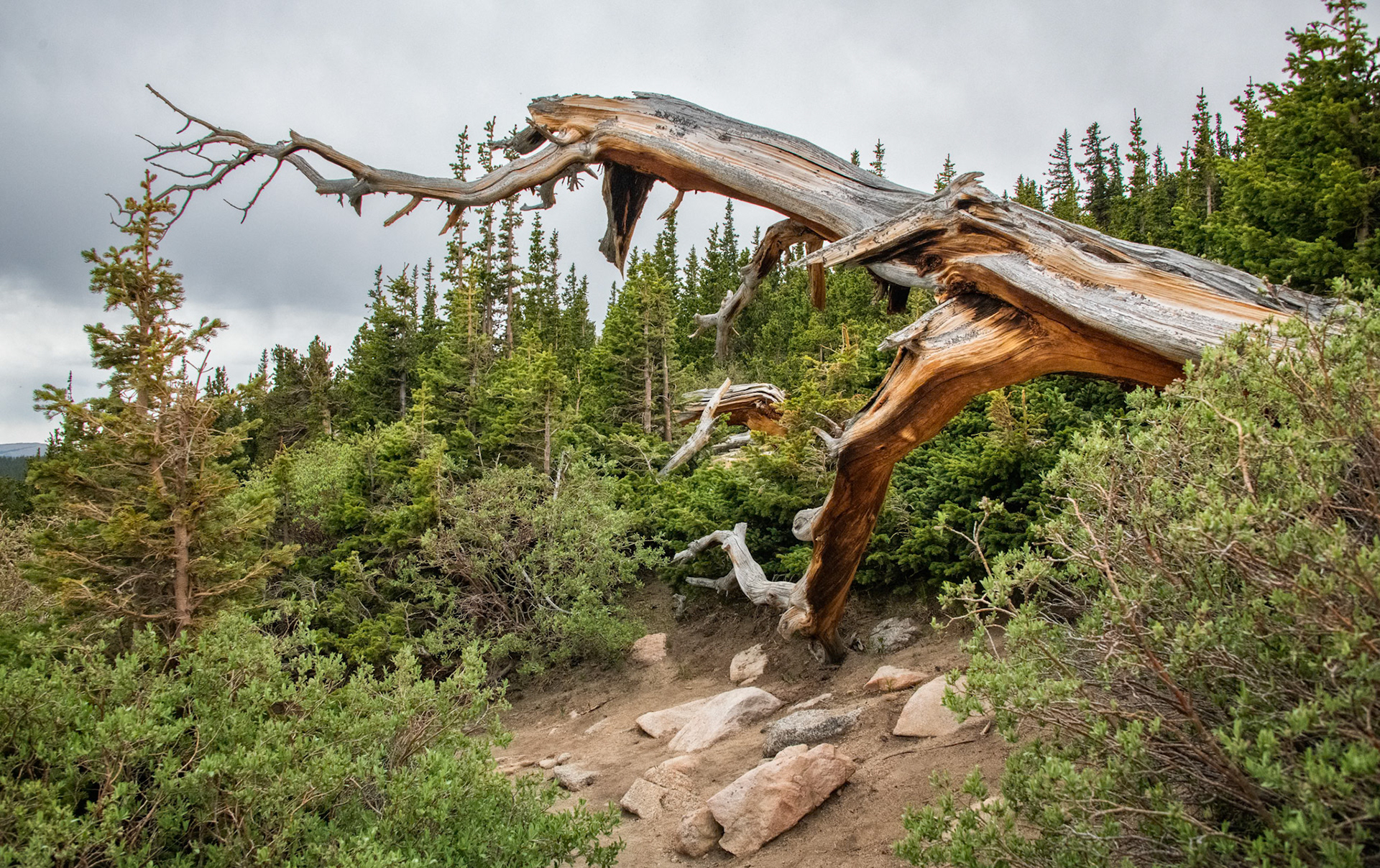 Mount Evans