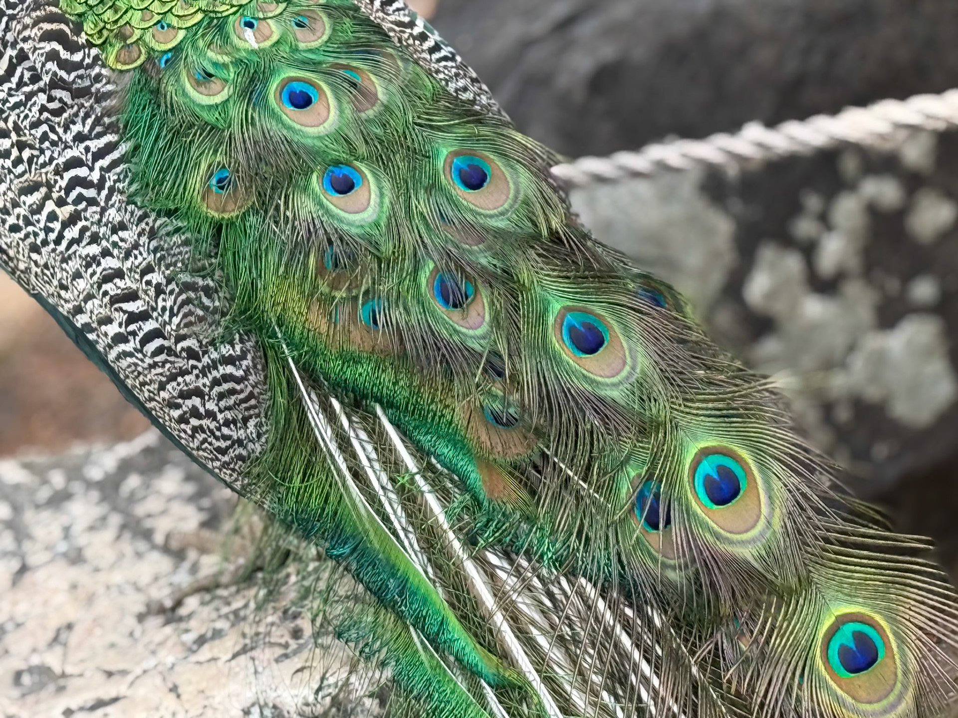 Castelo de São Jorge Peacock