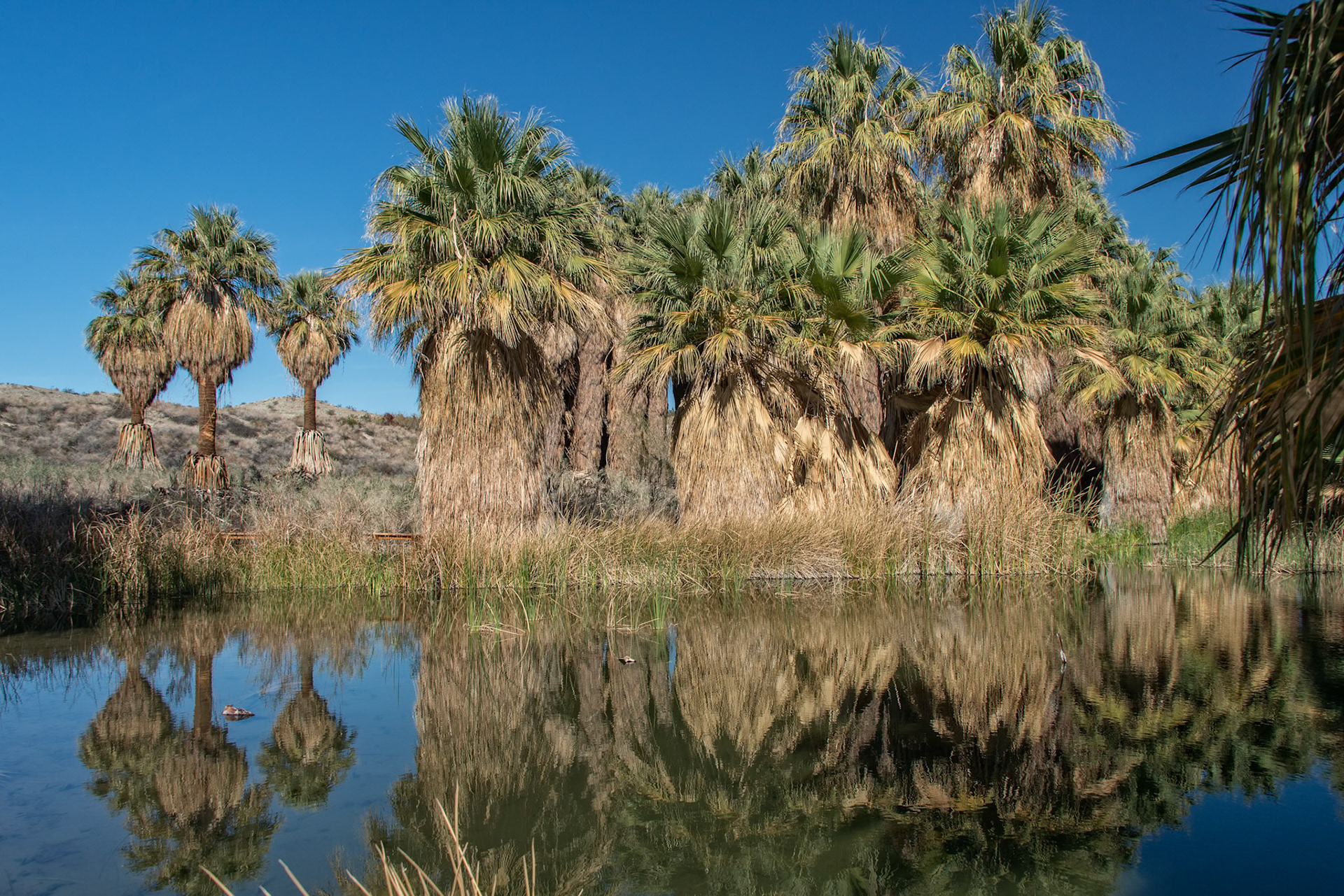 Palm Tree Reflections