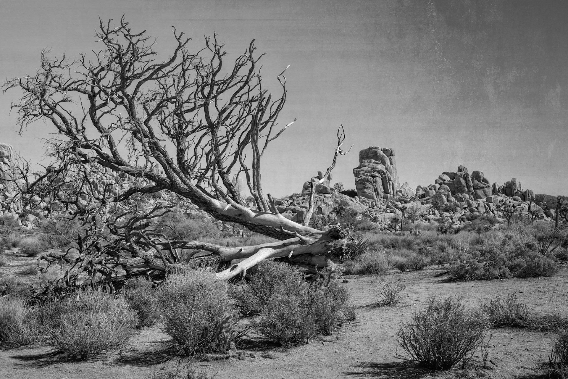 Desert (B&amp;W); Joshua Tree National Park