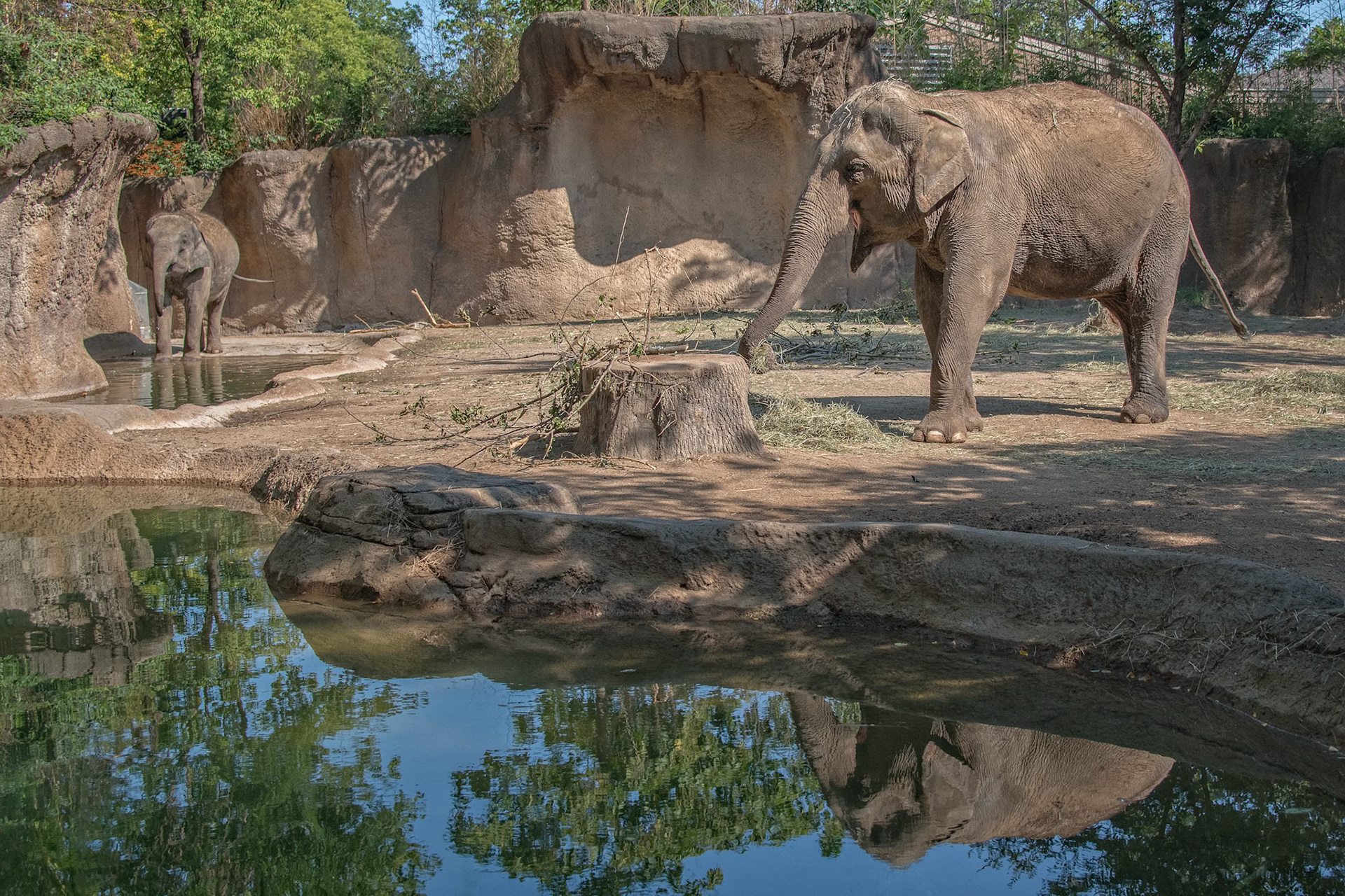 St Louis Zoo Elephant