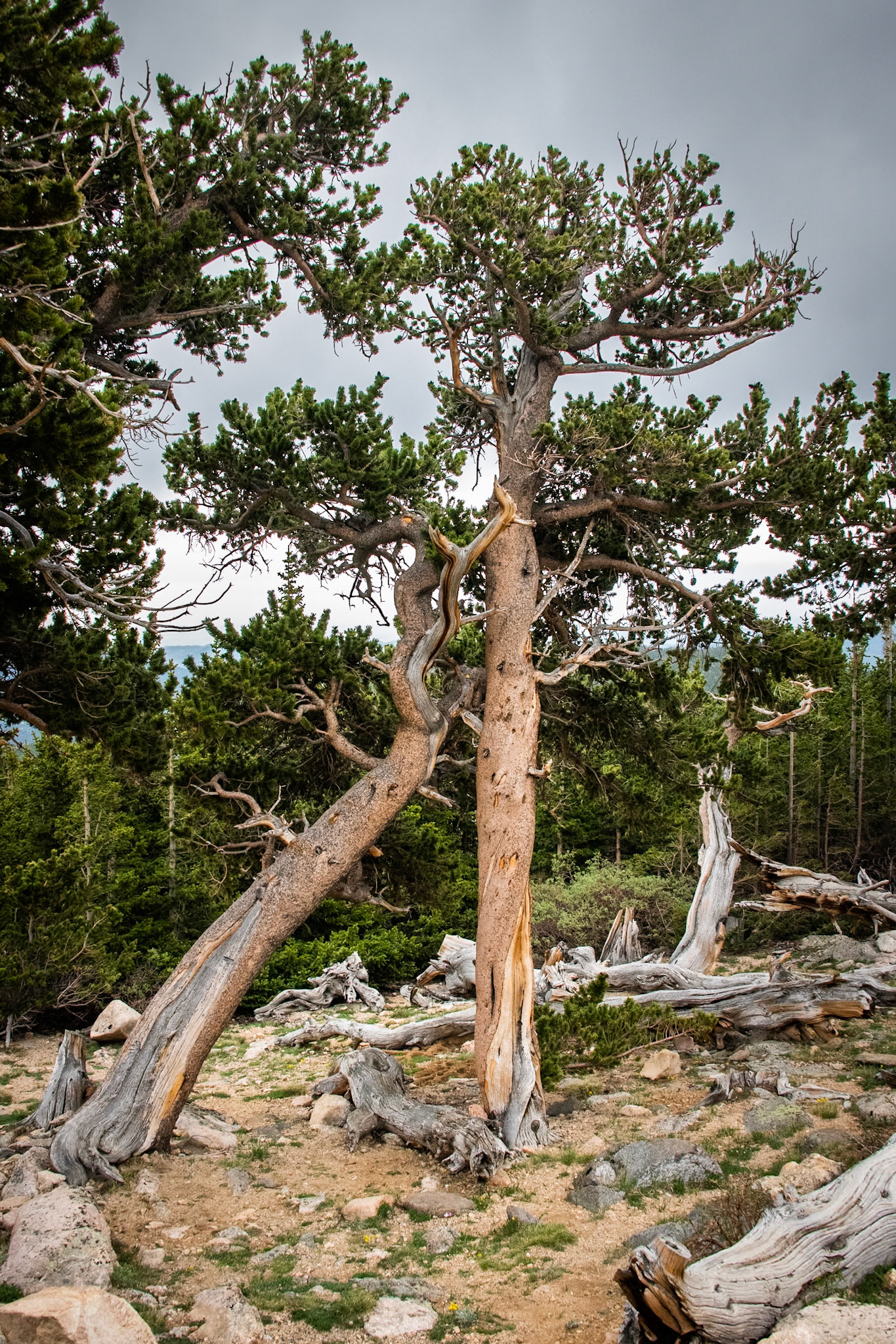 Mount Evans