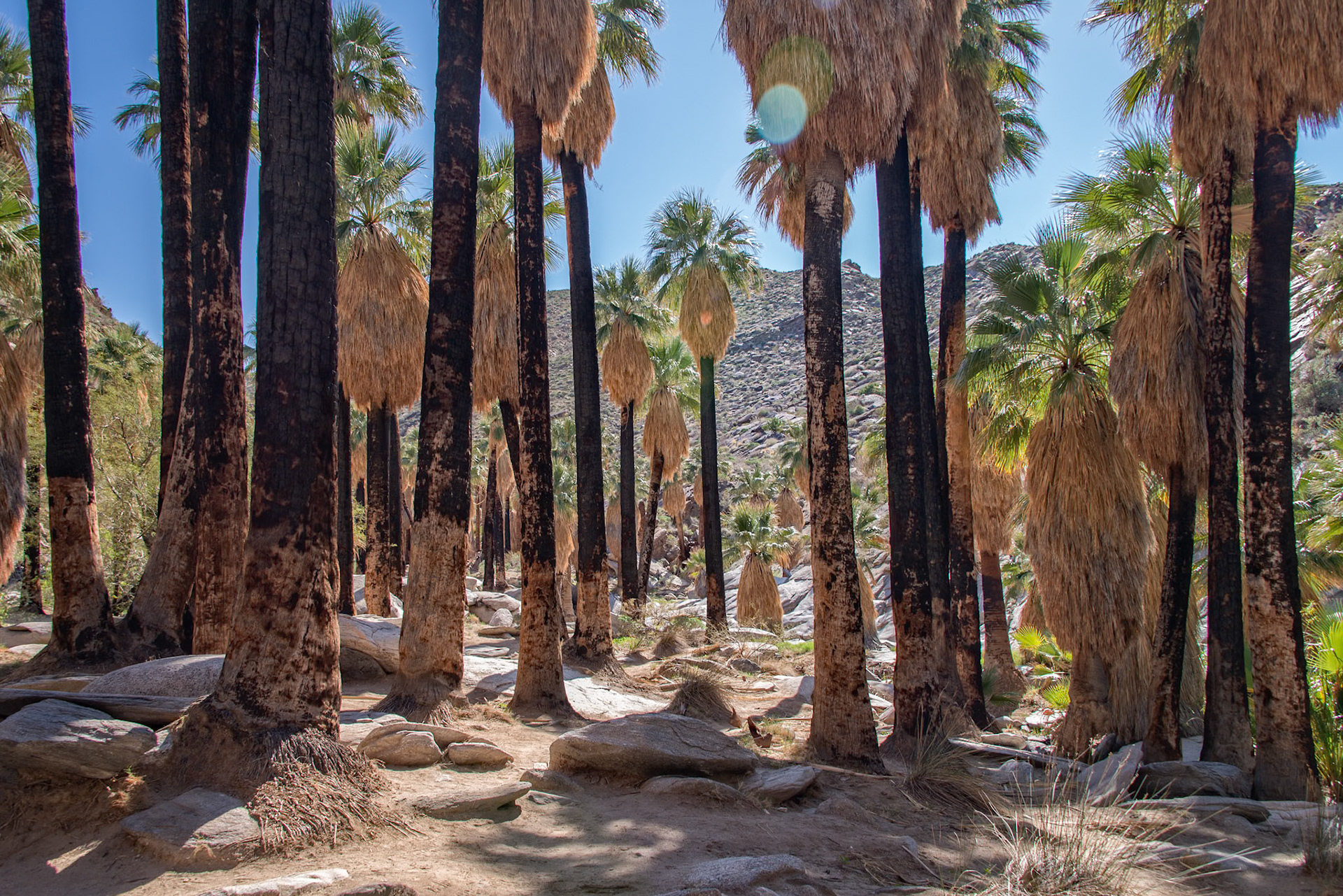 Sunburned Palm Trunks