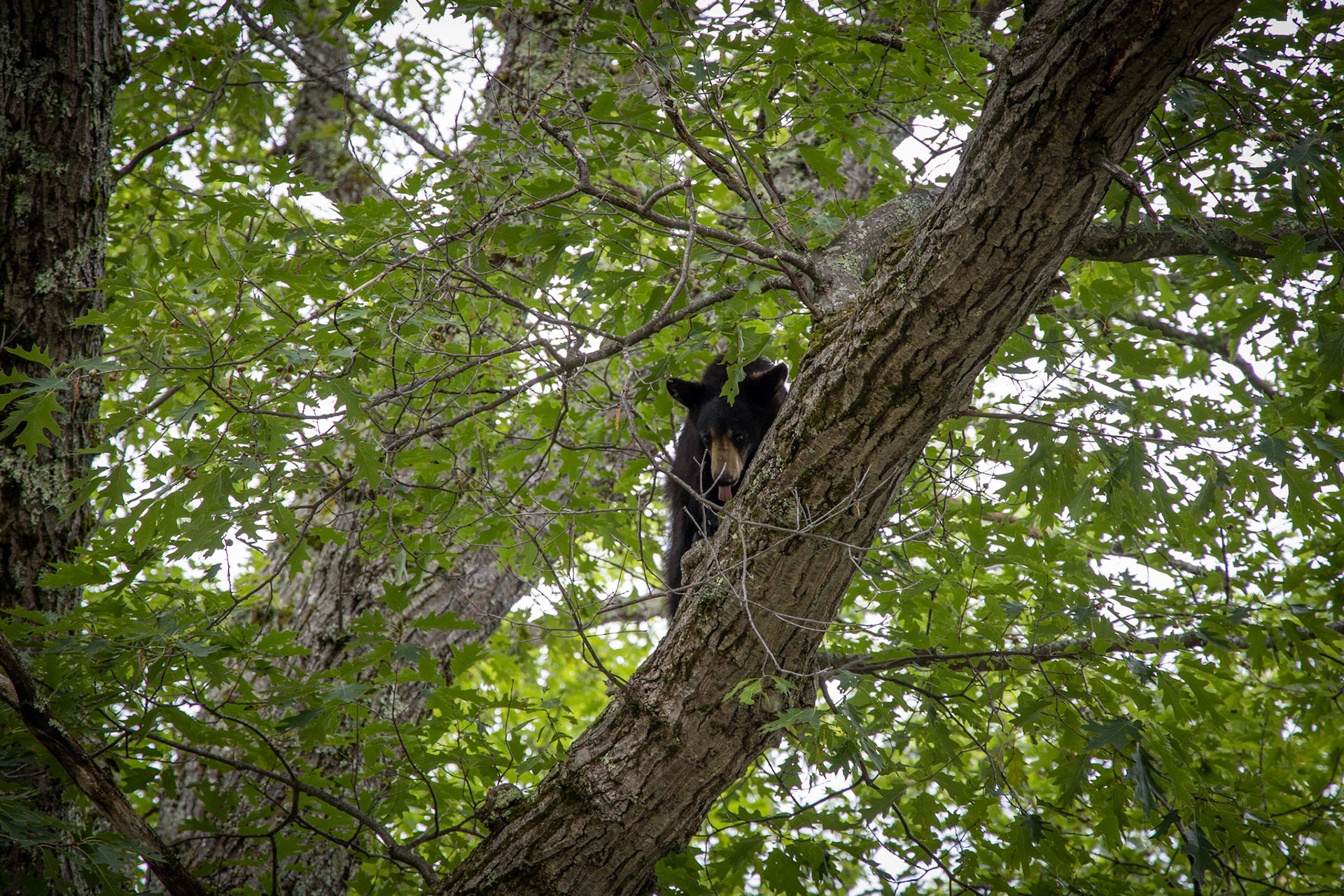 Baby bear in a tree 2