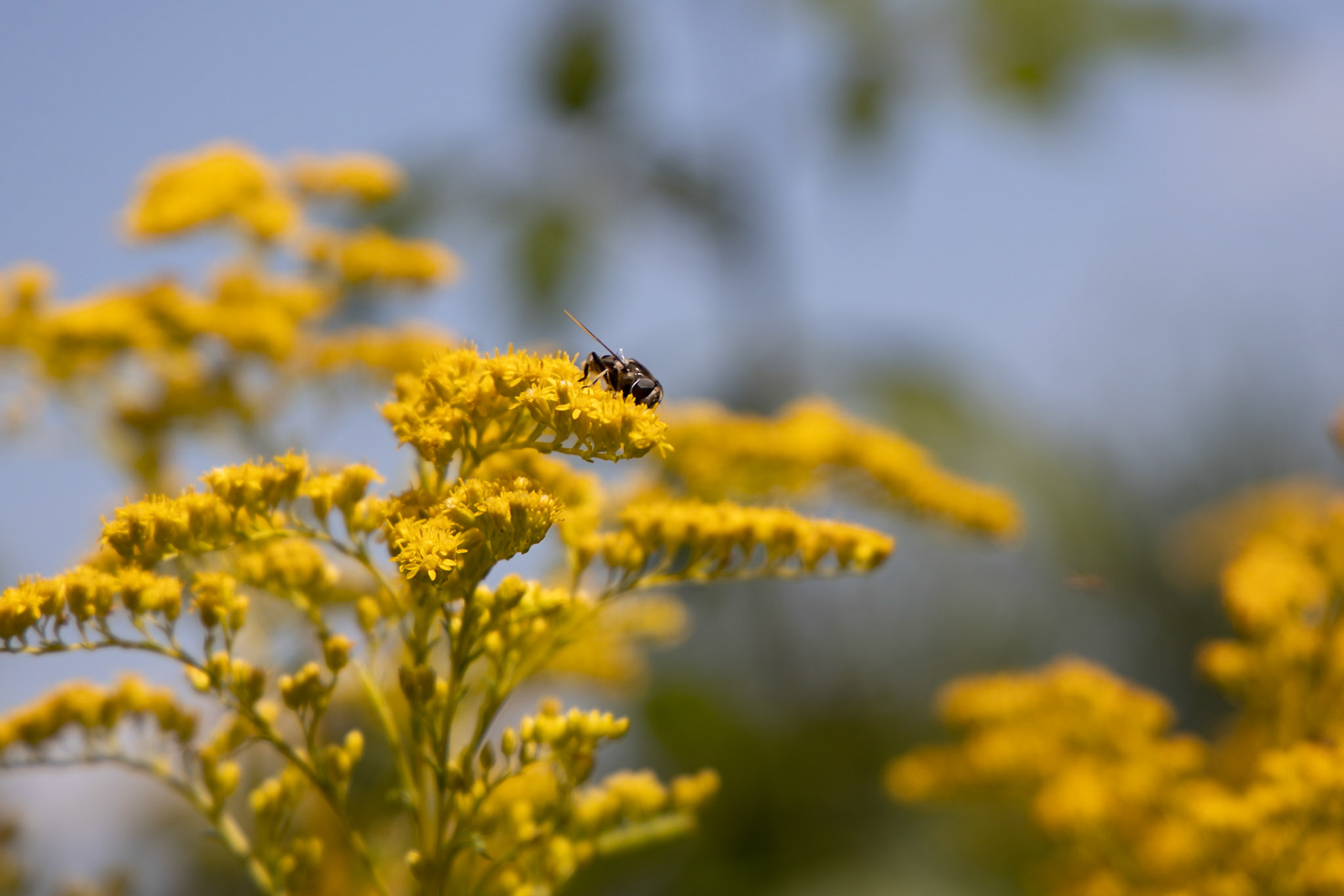 Bees inthe Golden Rod 2