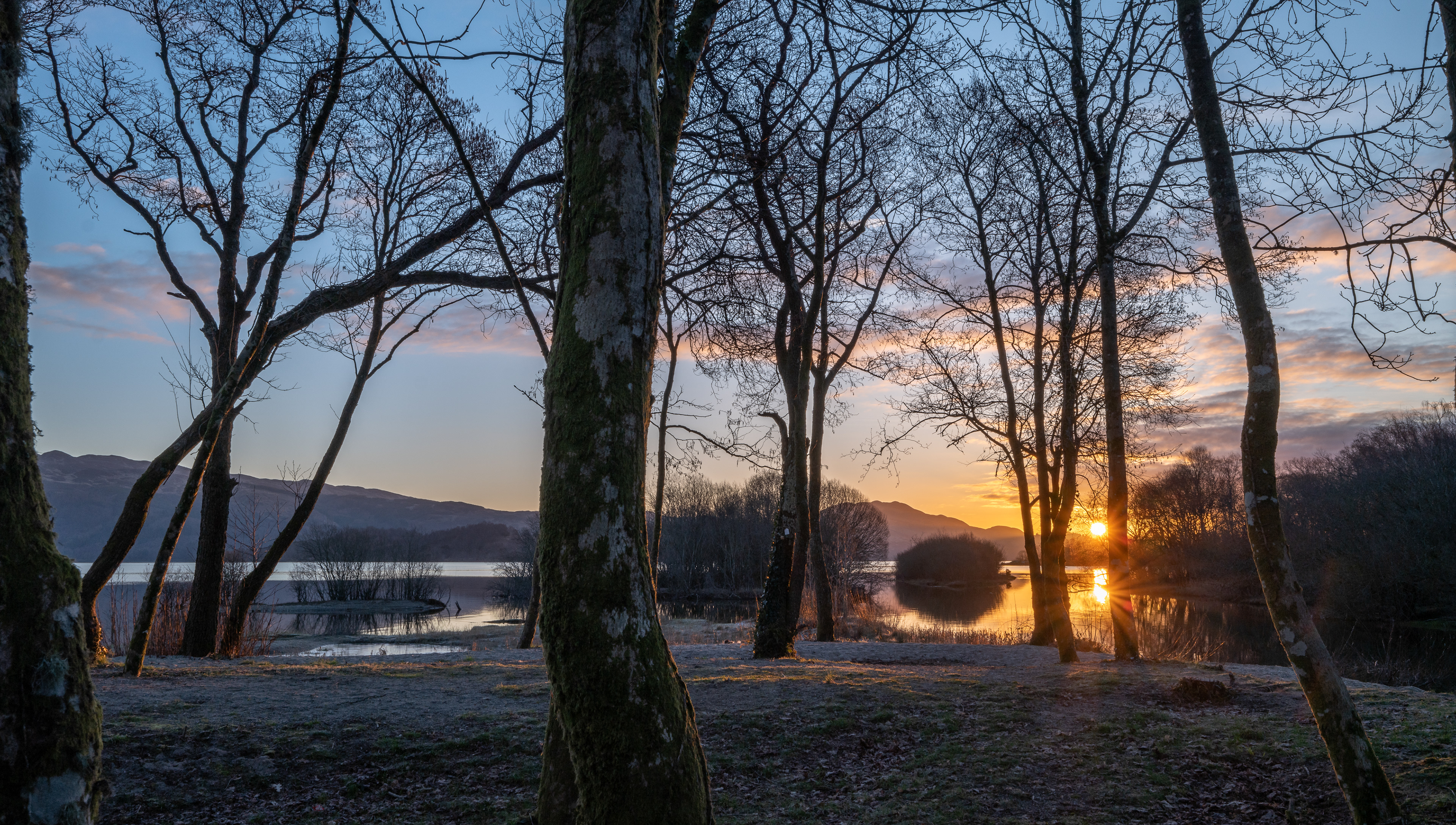 Lakeshore Trees at Sunrise
