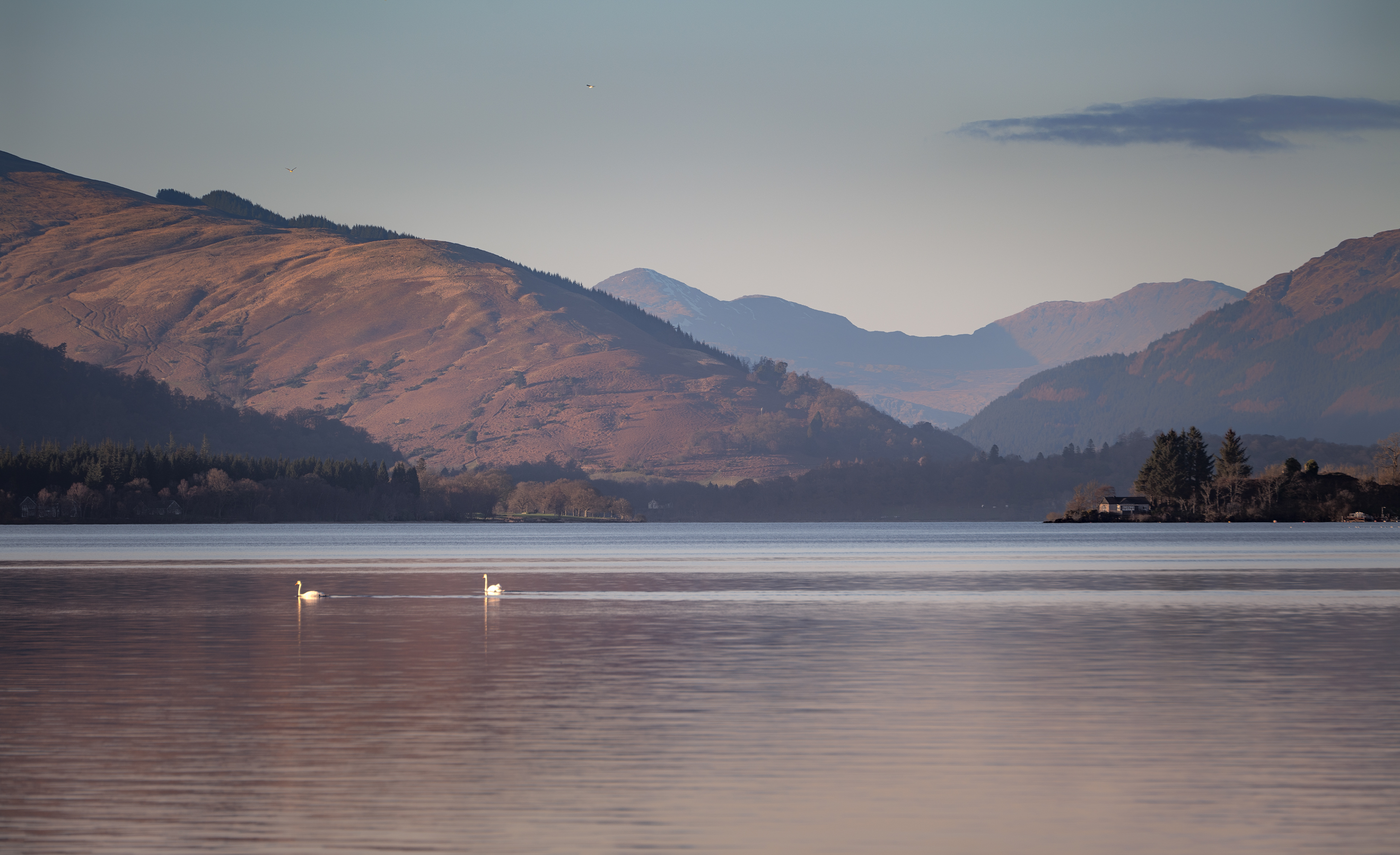 Swans on Loch Lomond