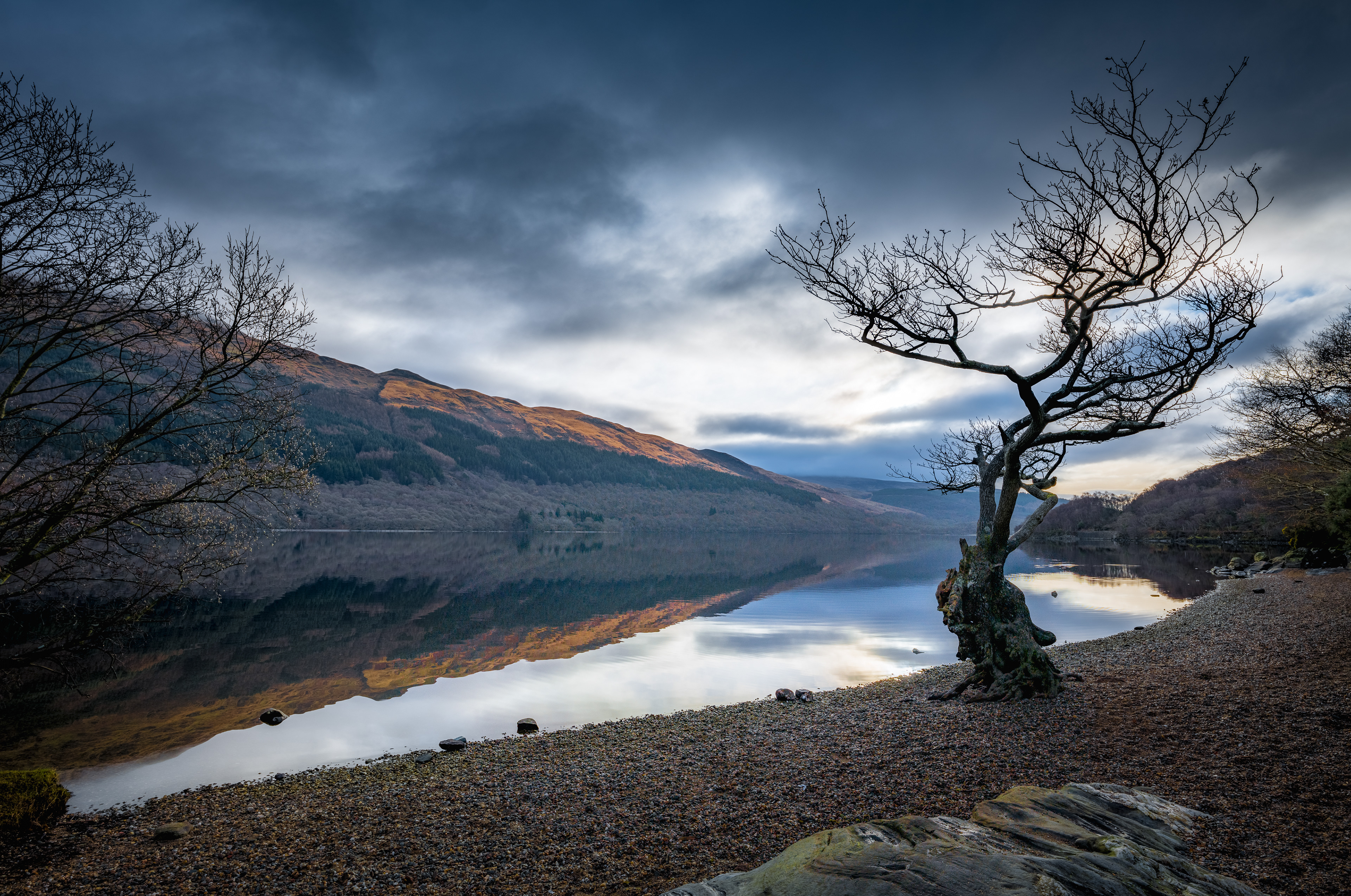 Twisted Tree at Daybreak