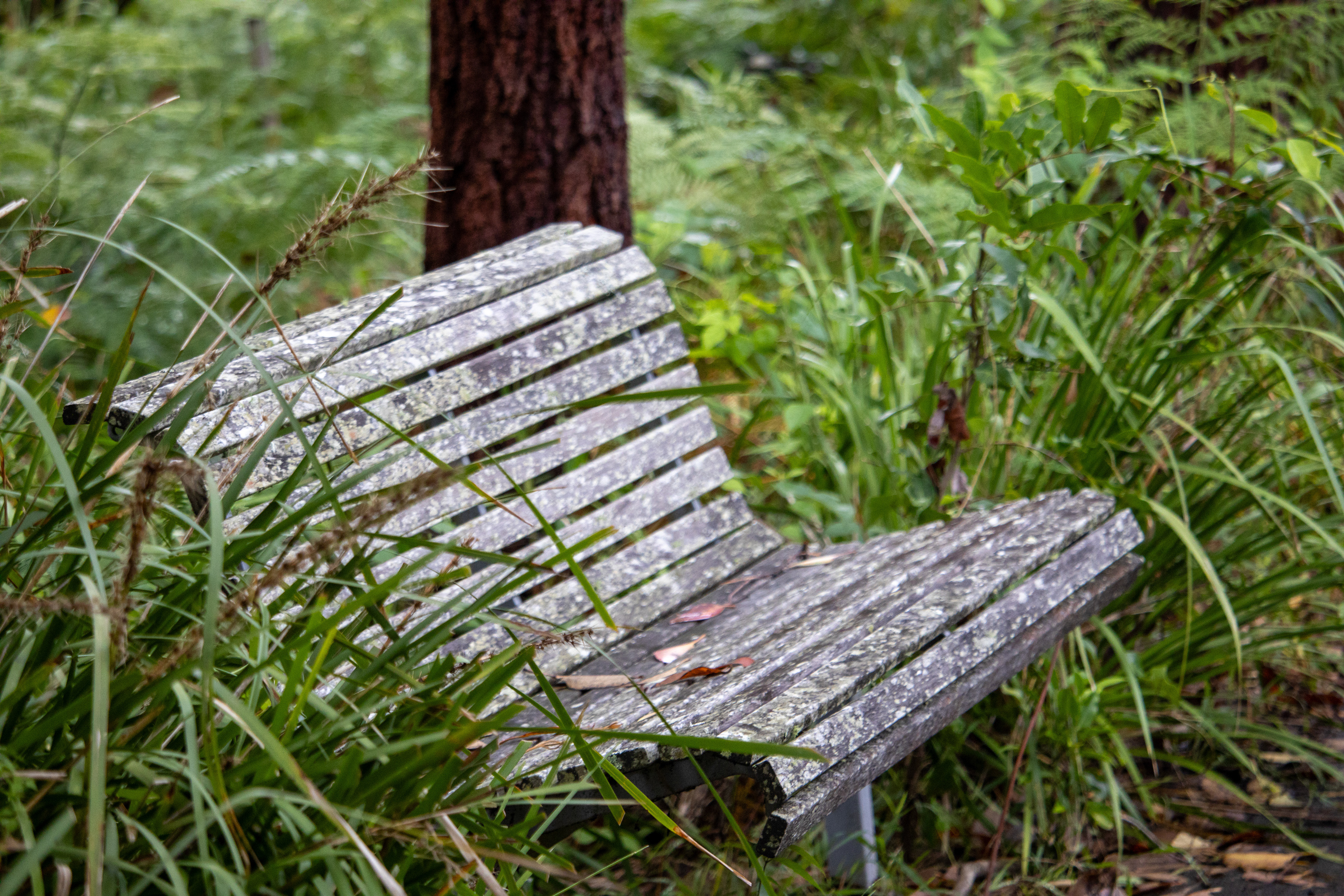 Deserted park bench