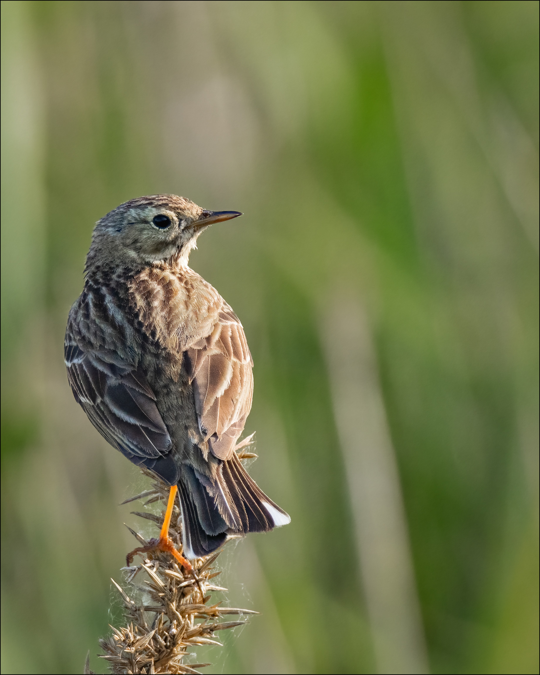 Meadow pipit