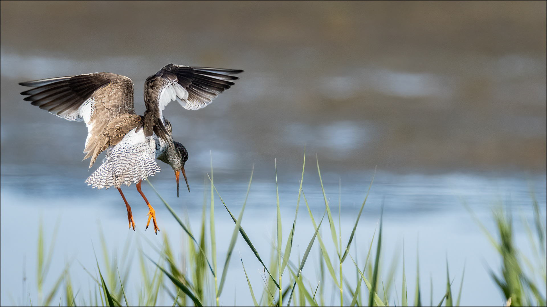 Juvenile Redshank