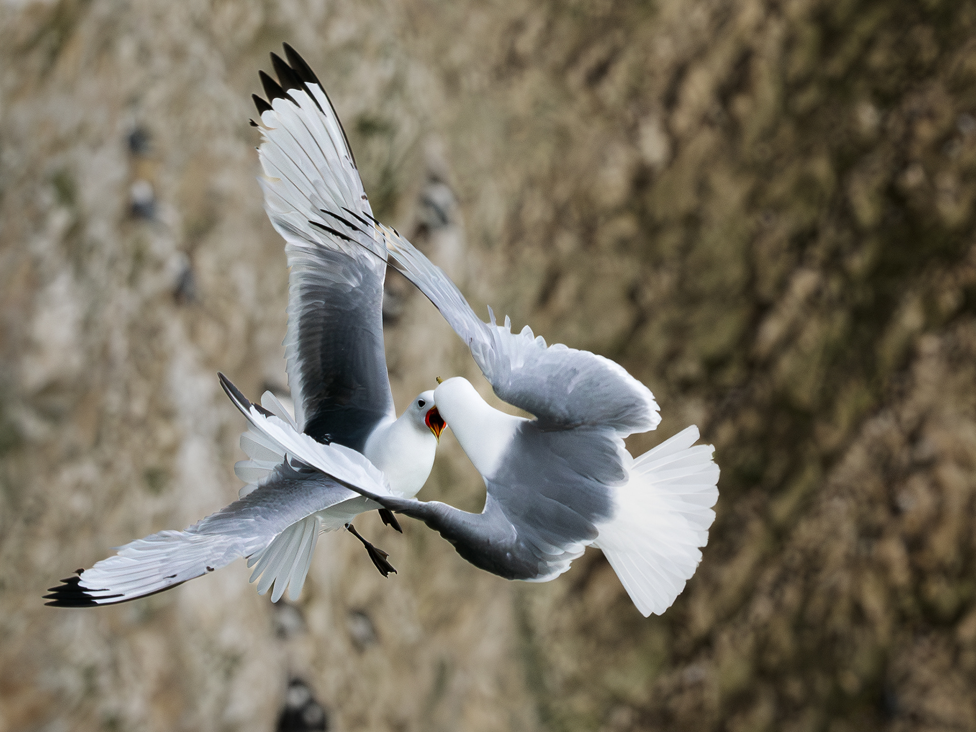 Squabbling kittiwakes