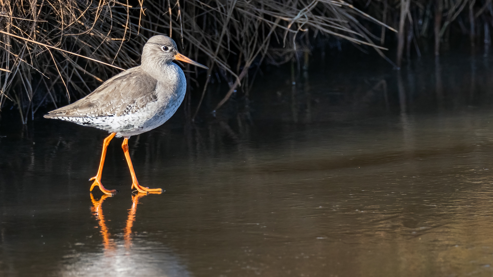 Redshank on ice