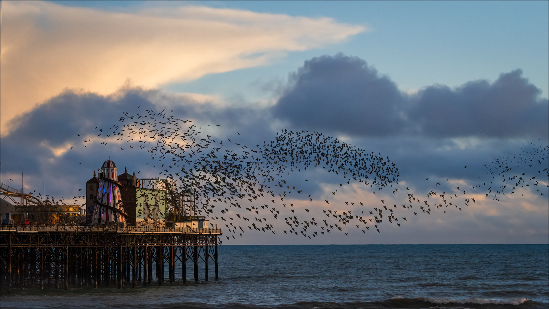 Starling murmuration Brighton