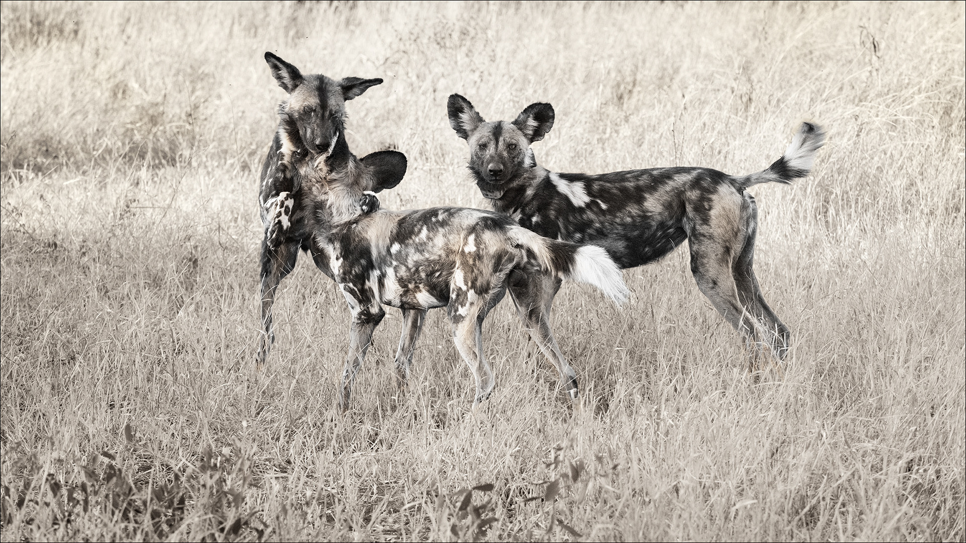 Trio of wild dogs