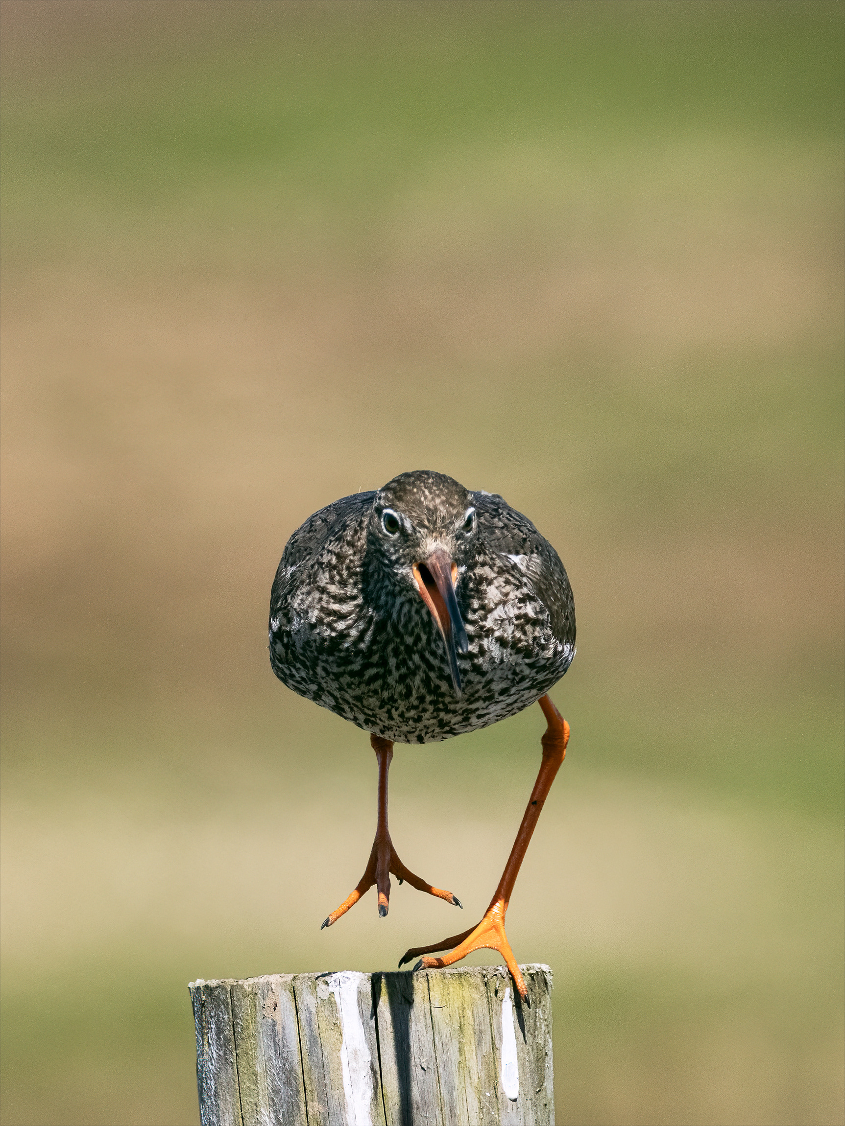 Redshank