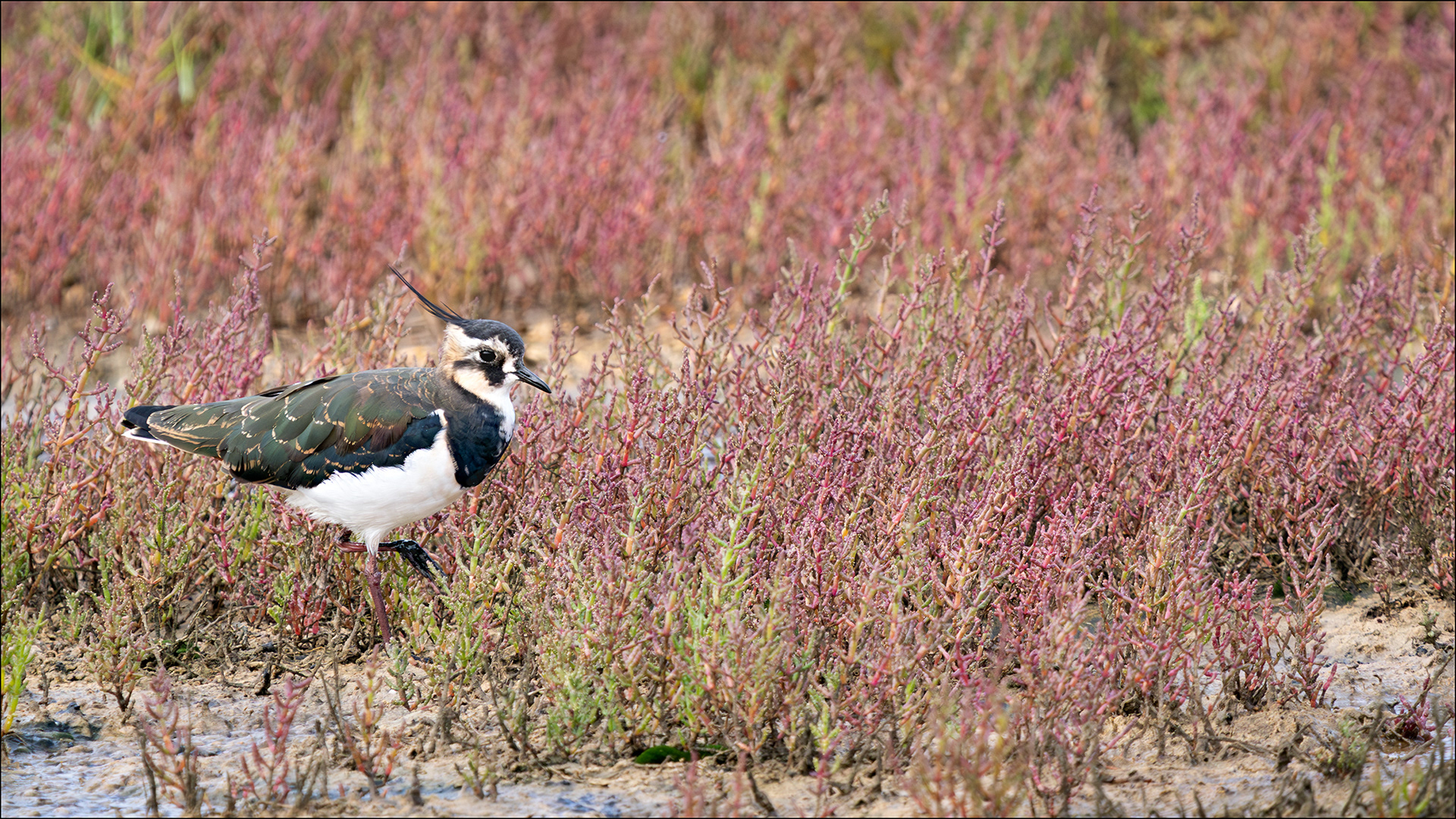 Lapwing