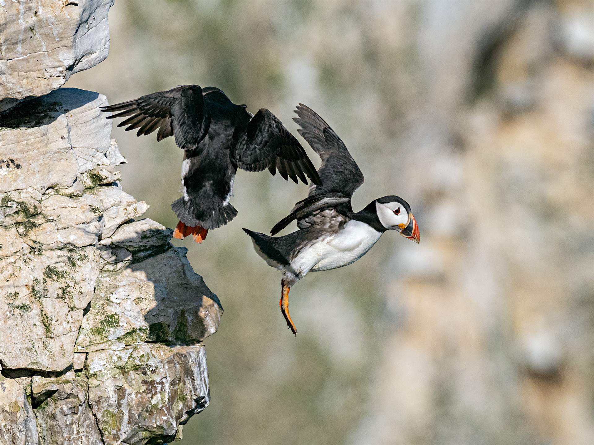 Puffins