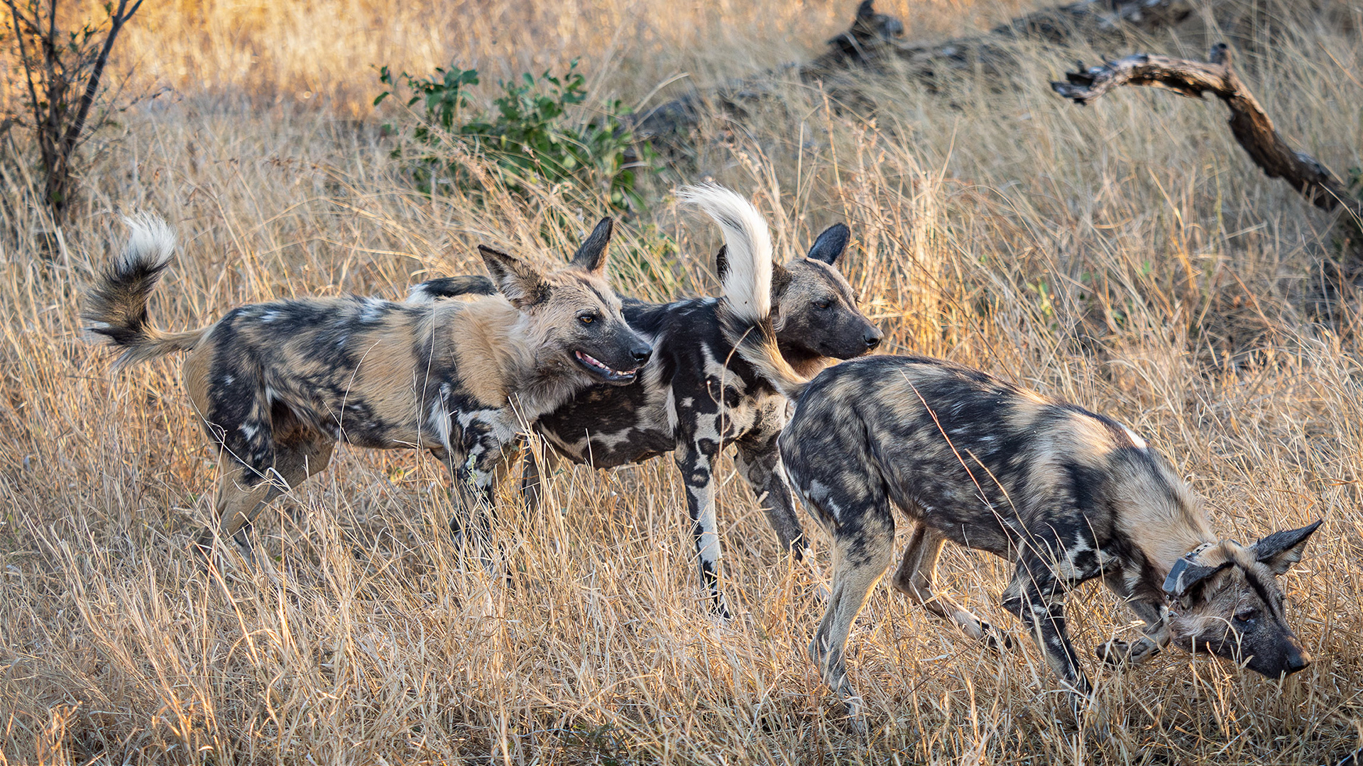 A trio of wild dogs from a much larger pack