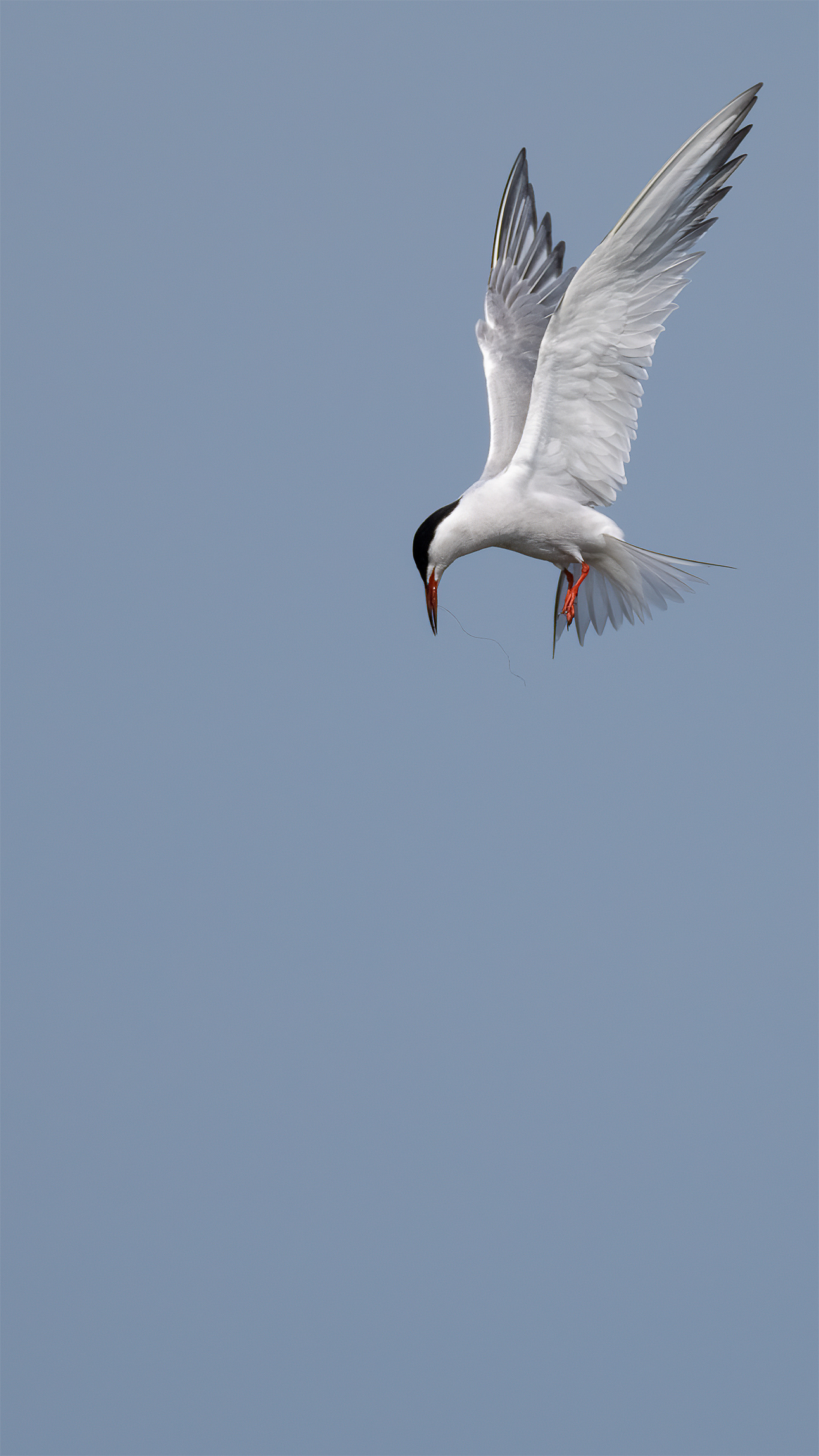 Common Tern in flight