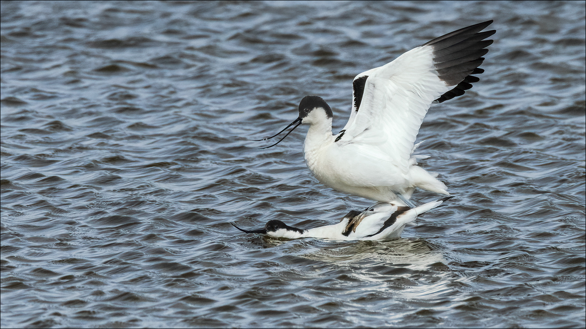 Mating Avocets