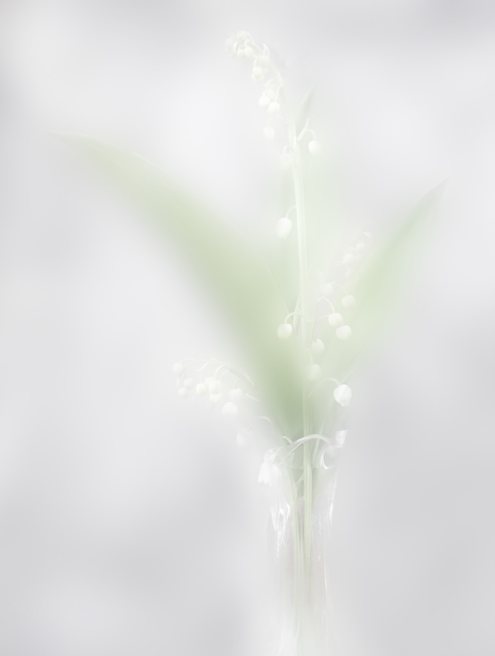 Lily of the Valley