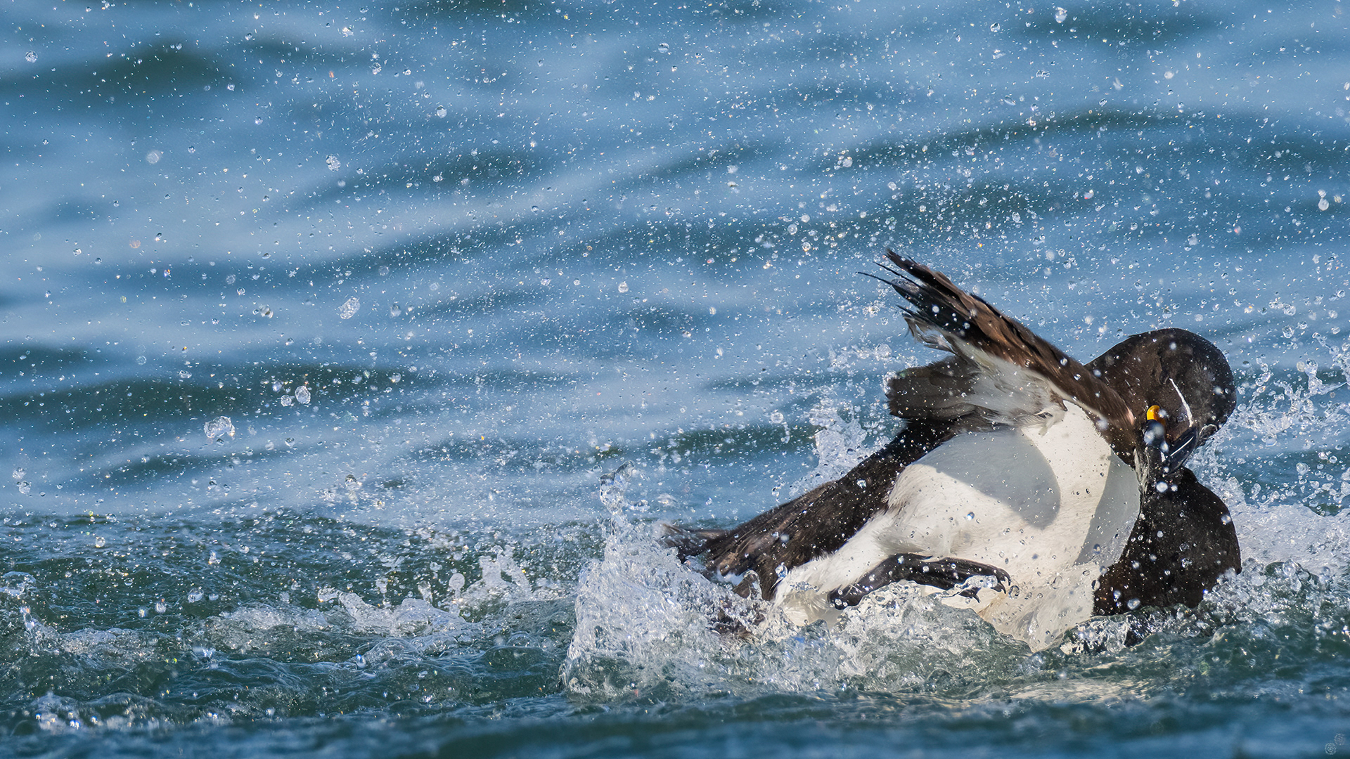 Fighting razorbill 1
