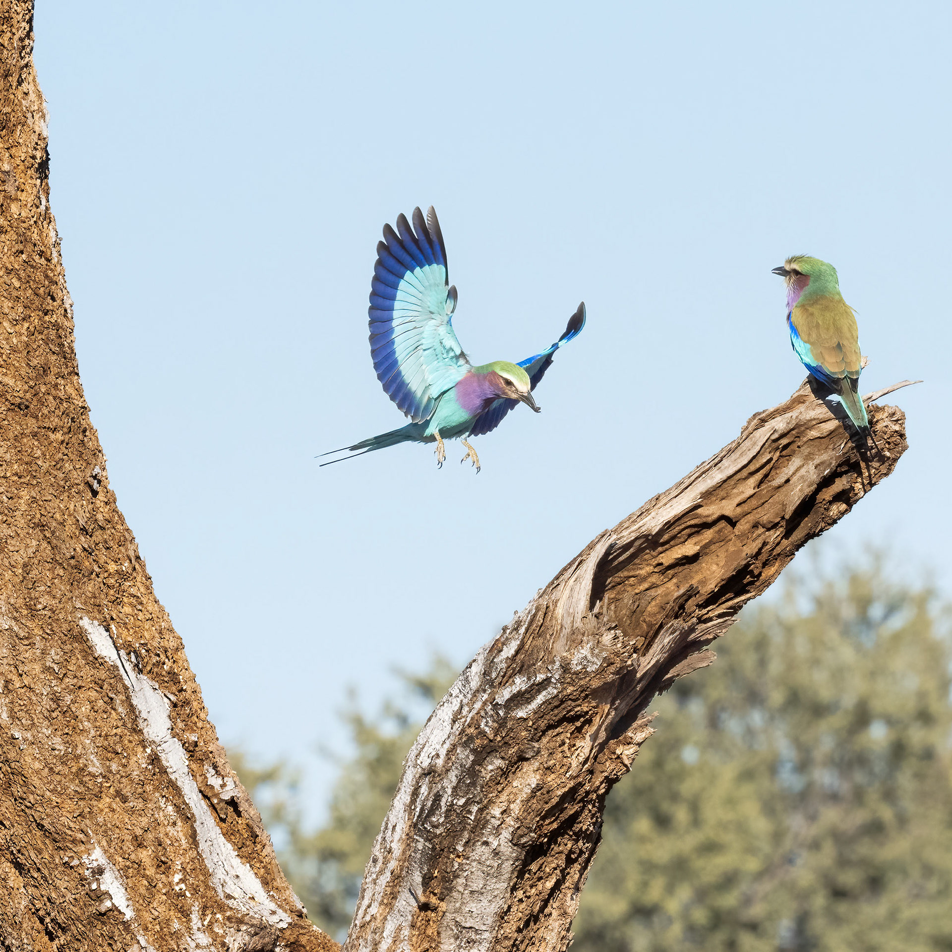 Lilac Crester Roller feeding juvenile