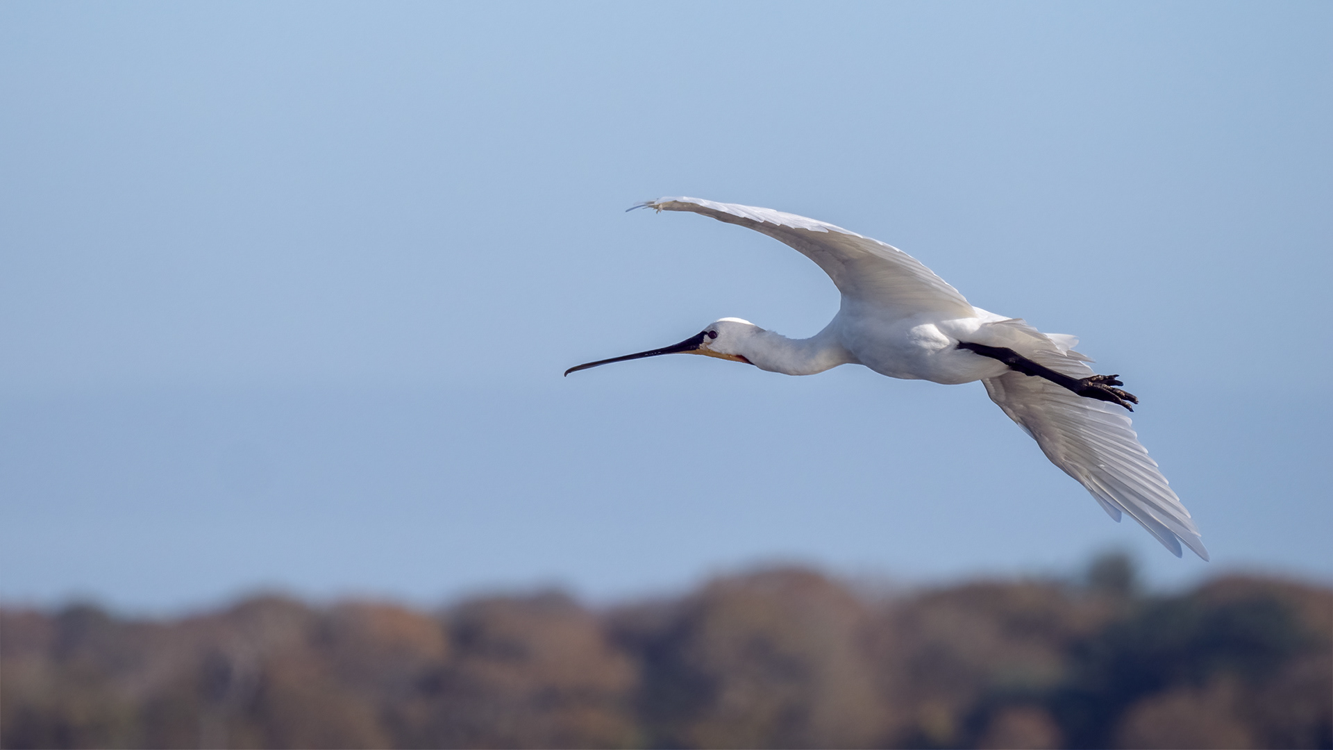 Spoonbill in flight