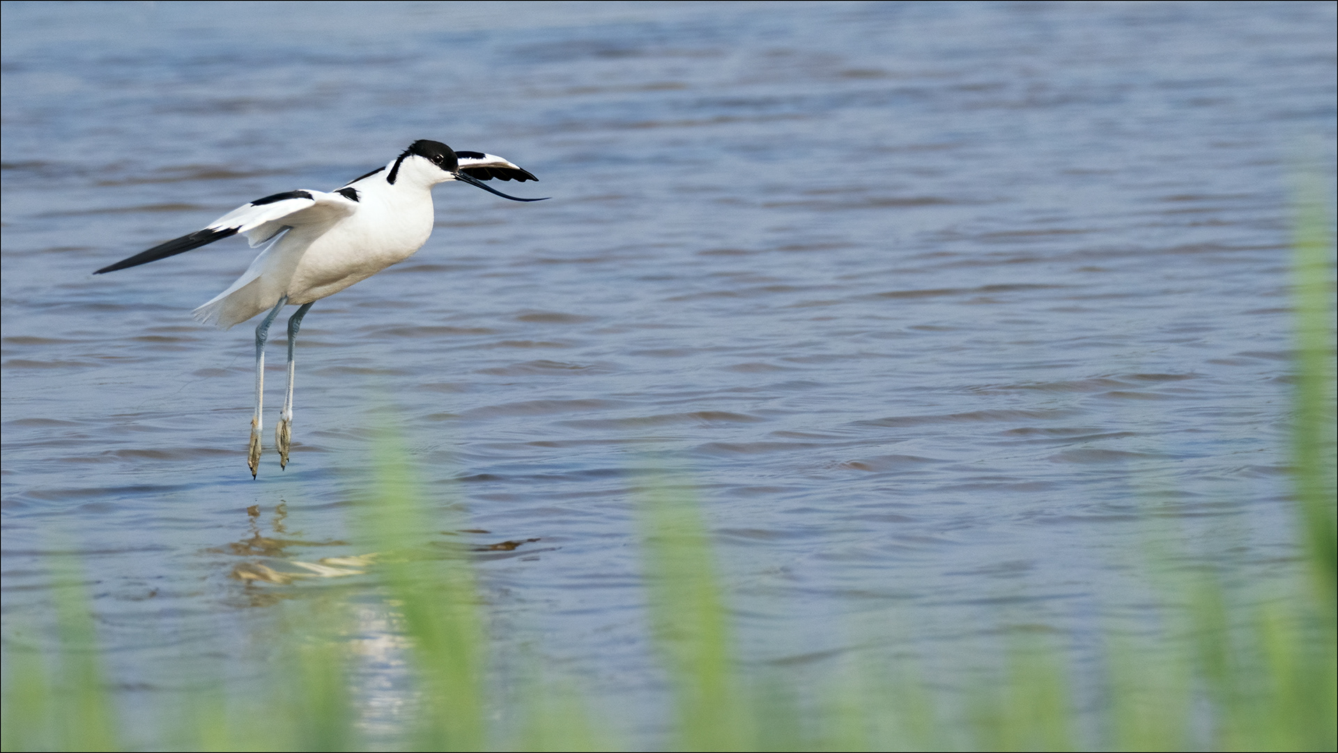 Avocet