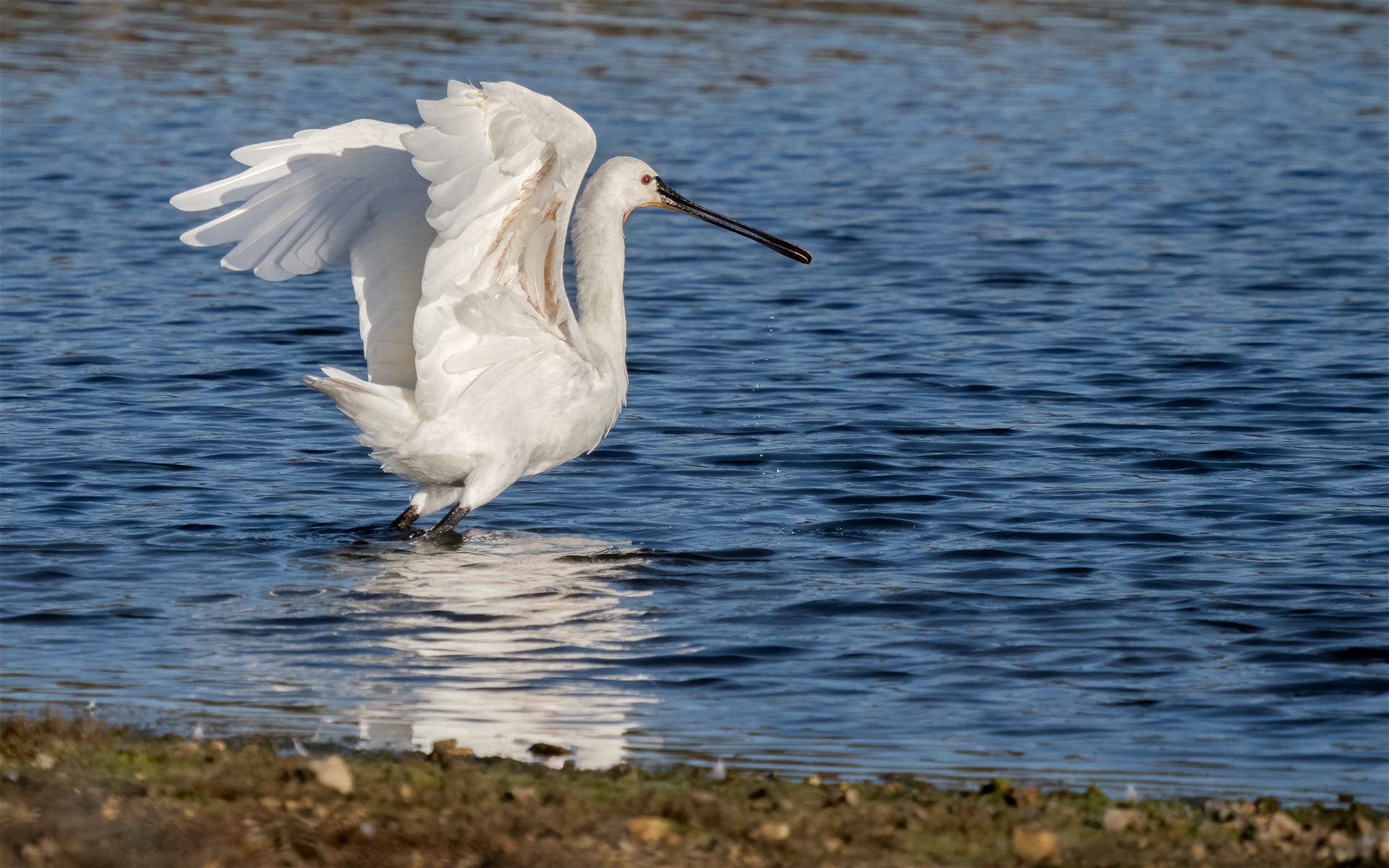 Spoonbill prior to take off