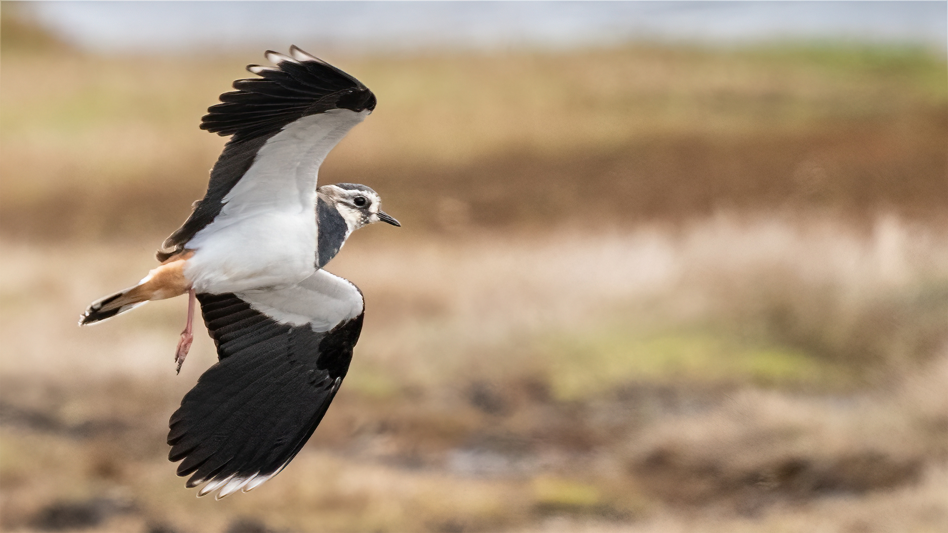 Lapwing in flight