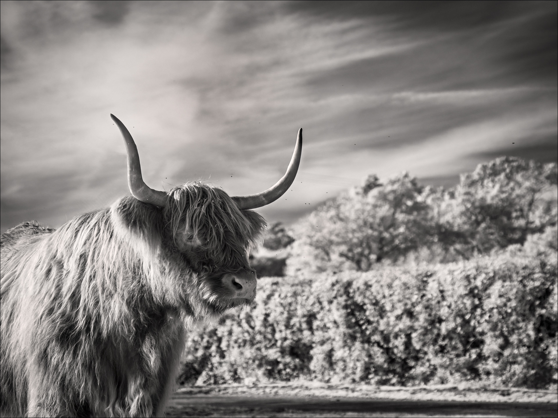 Highland Cow