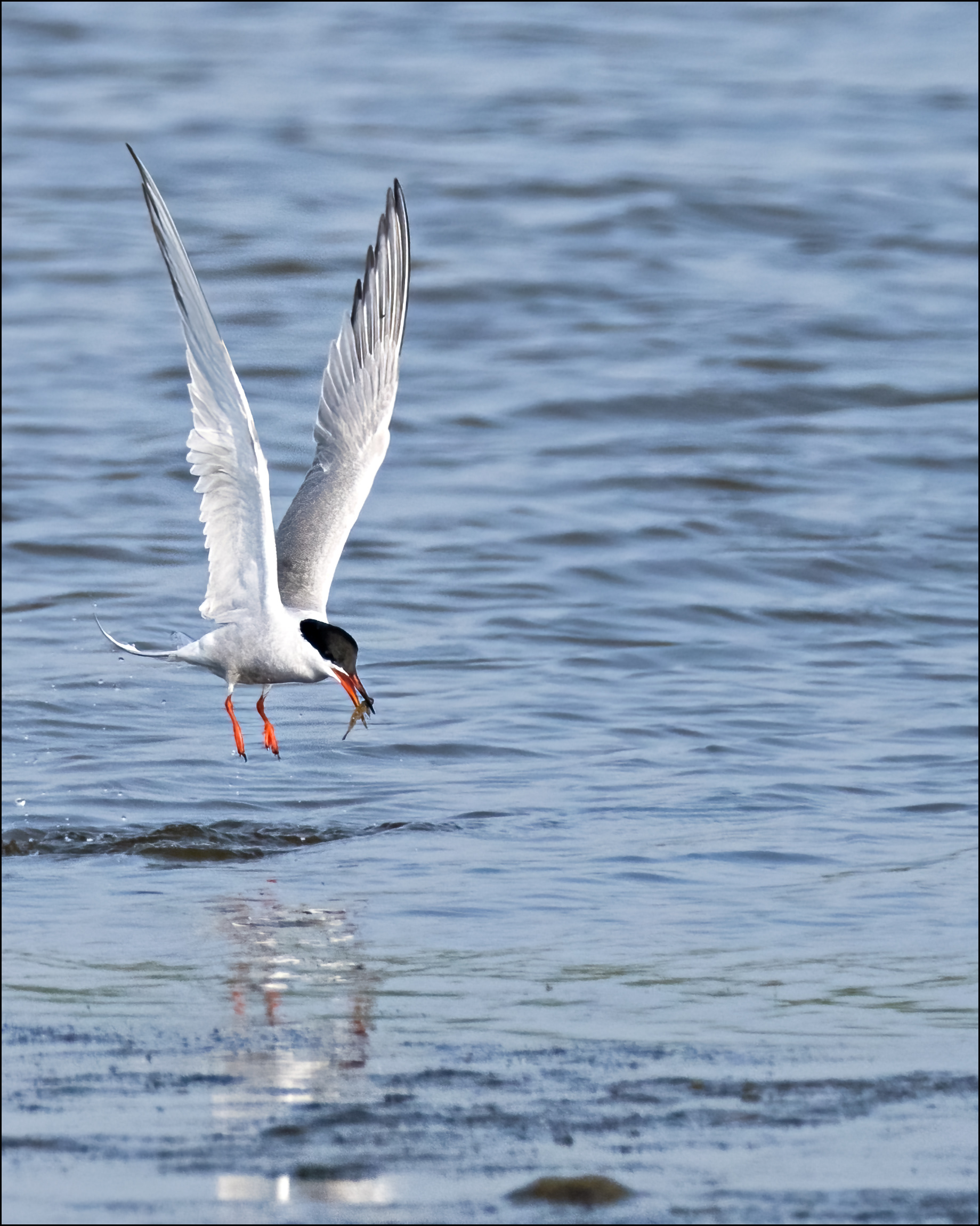 Common Tern with catch