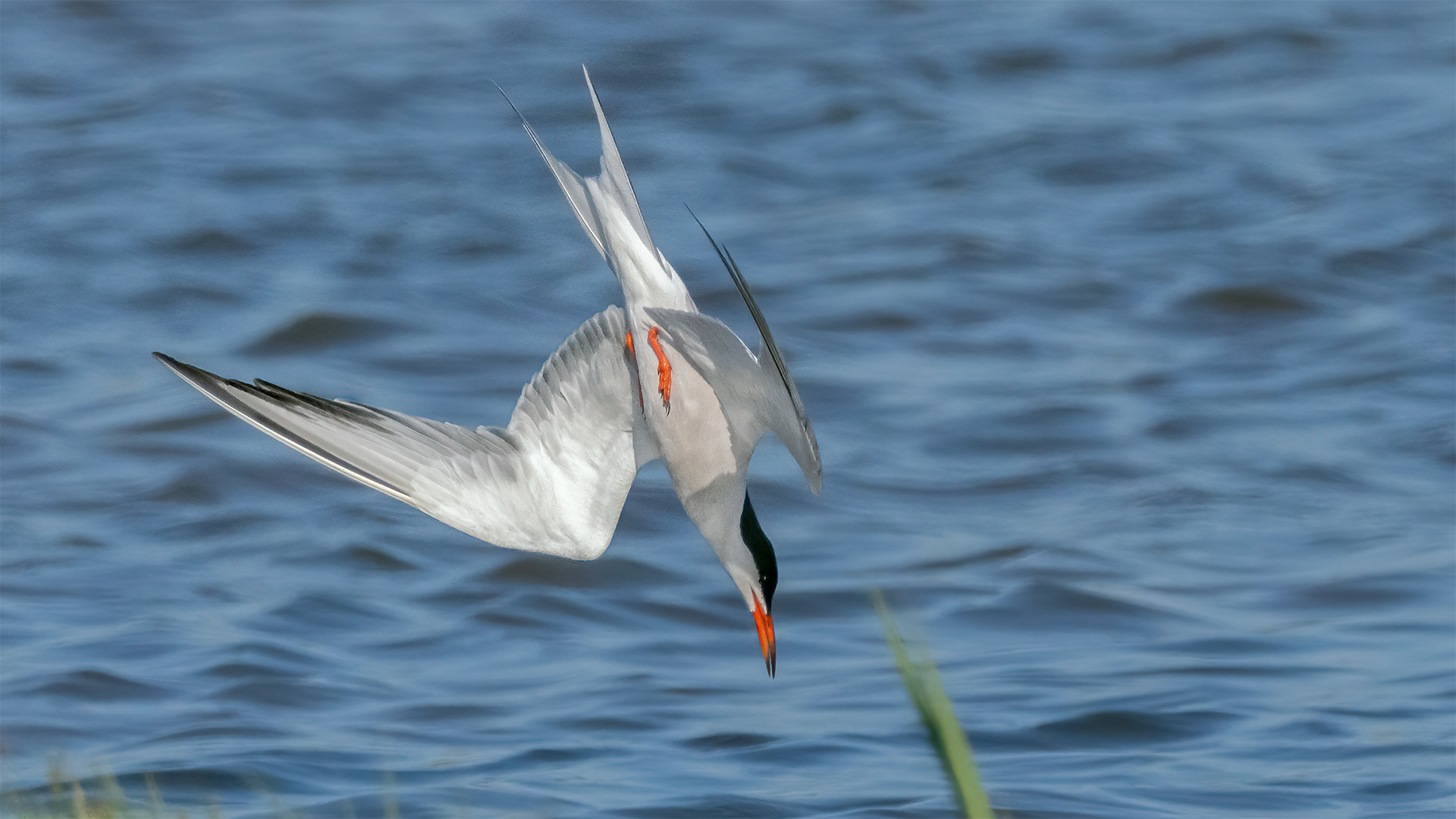 Common Tern diving