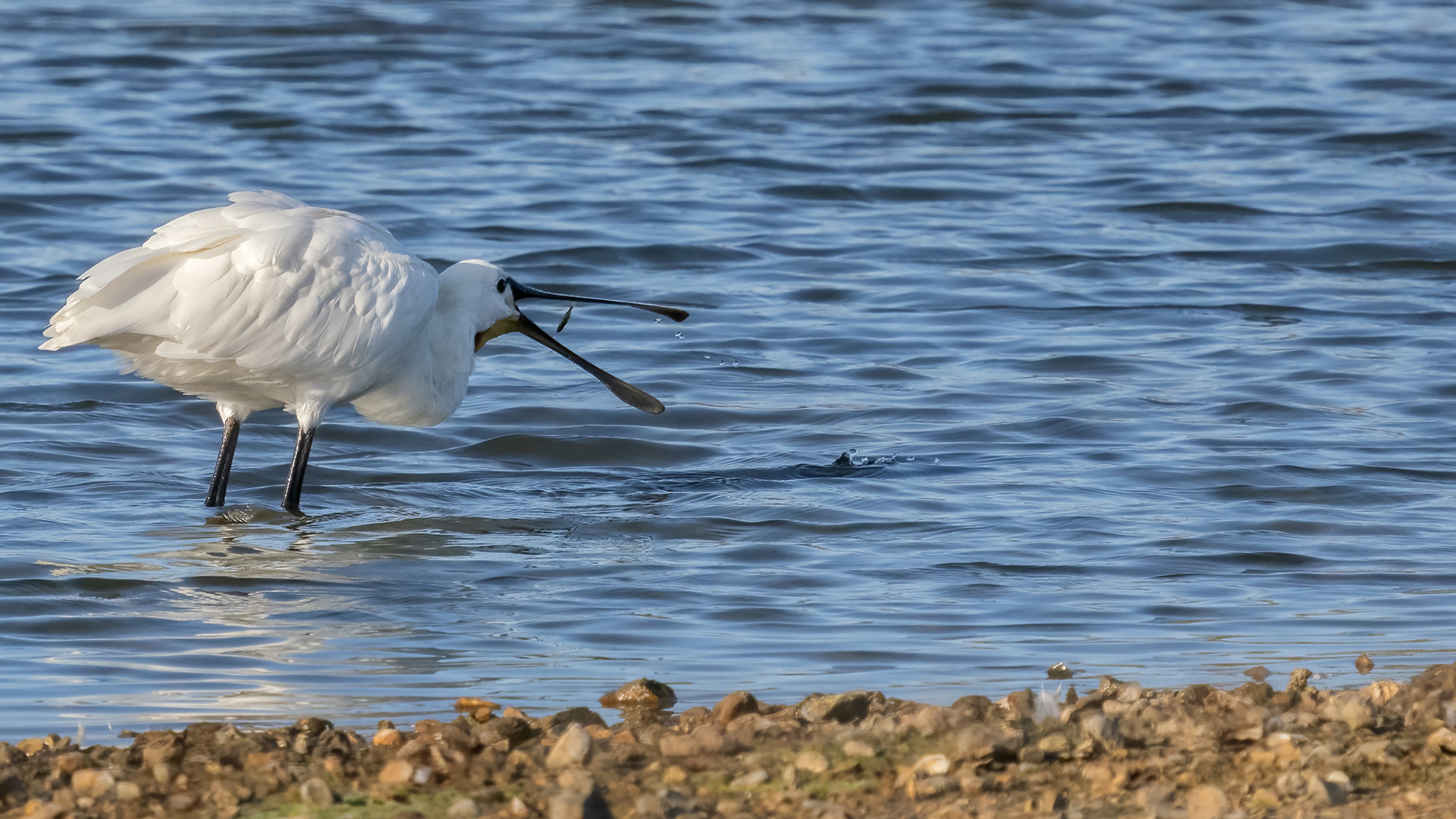 Spoonbill feeding