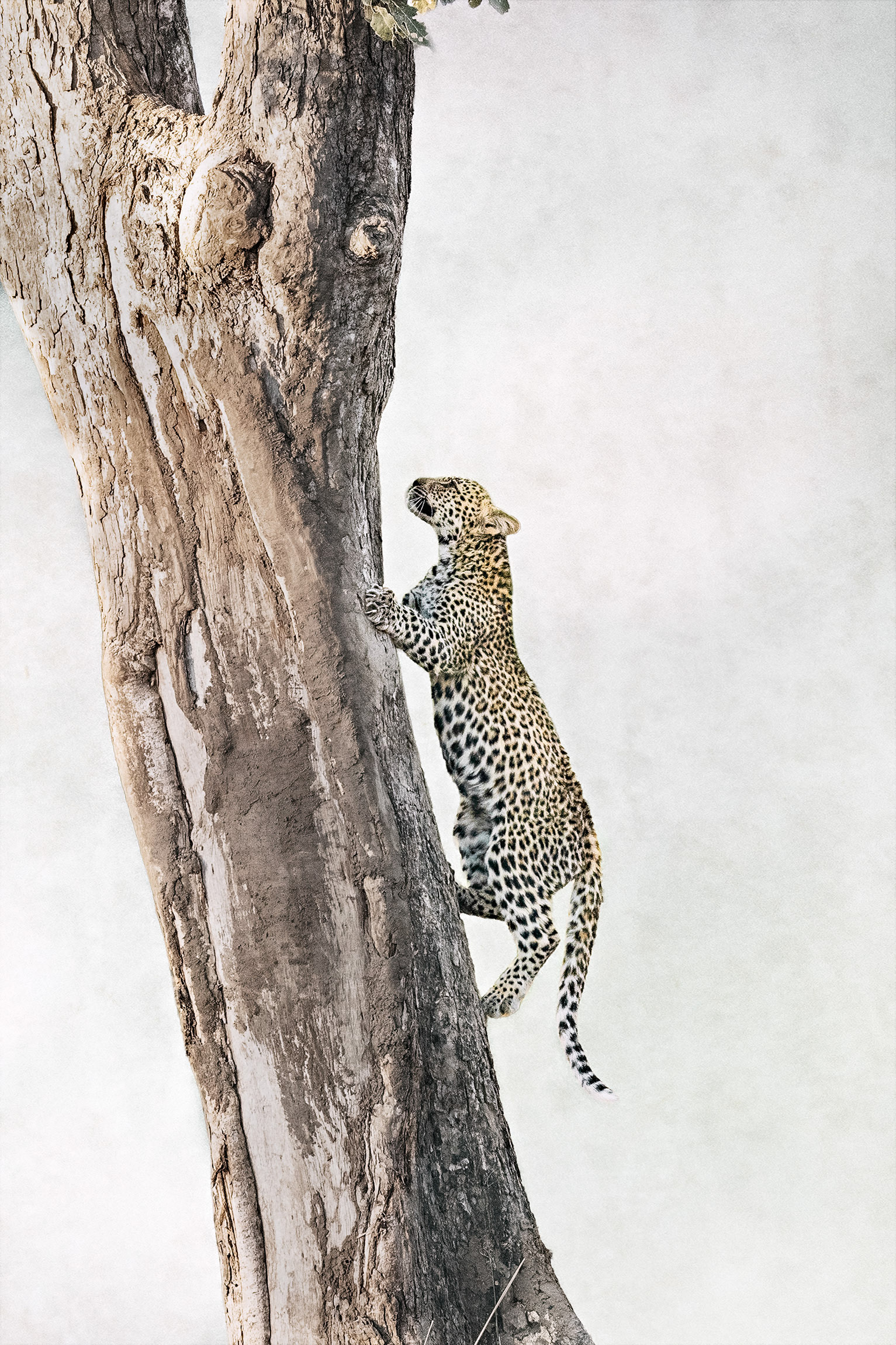 Juvenile leopard climbing tree