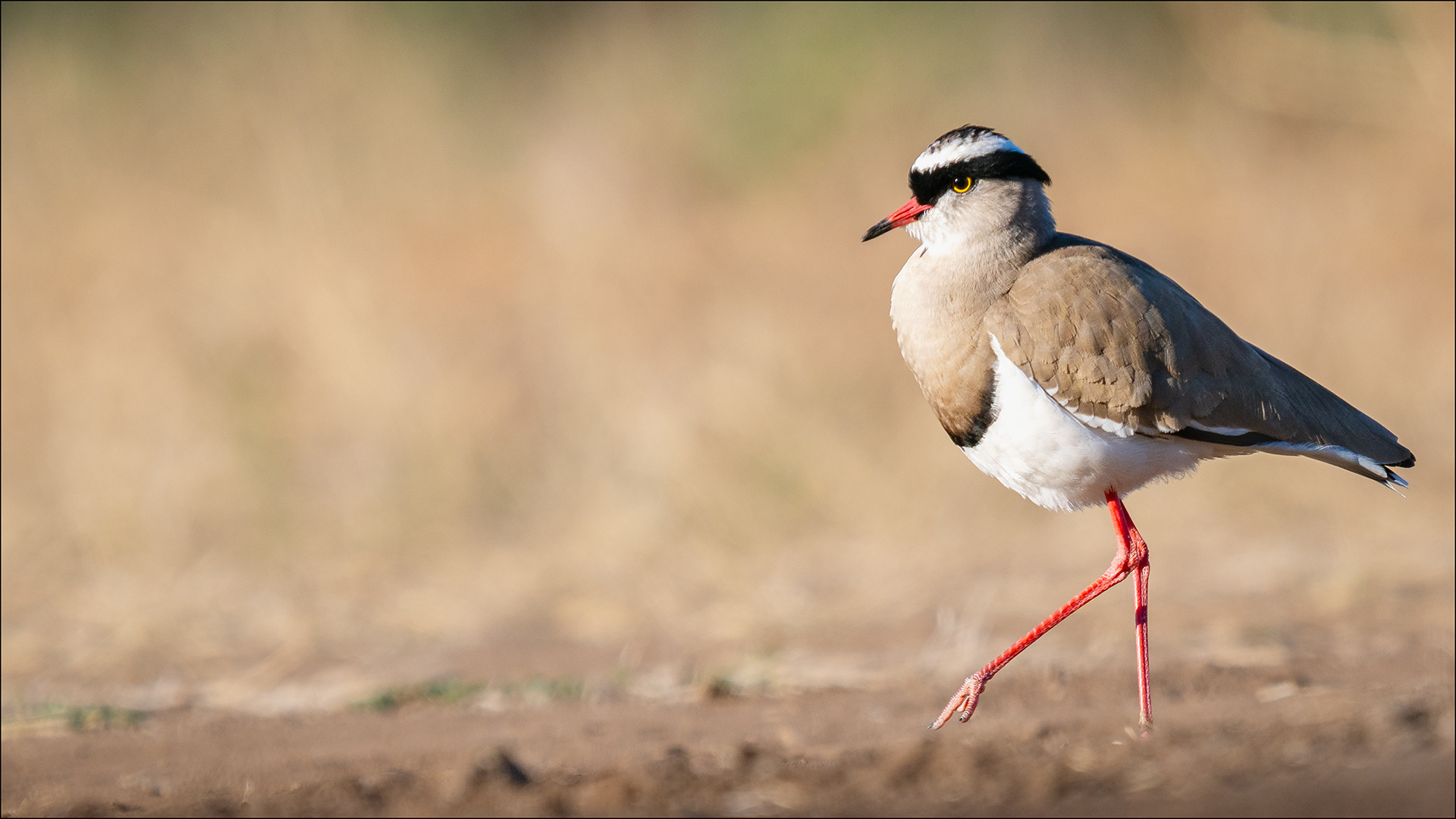 Crowned Lapwing