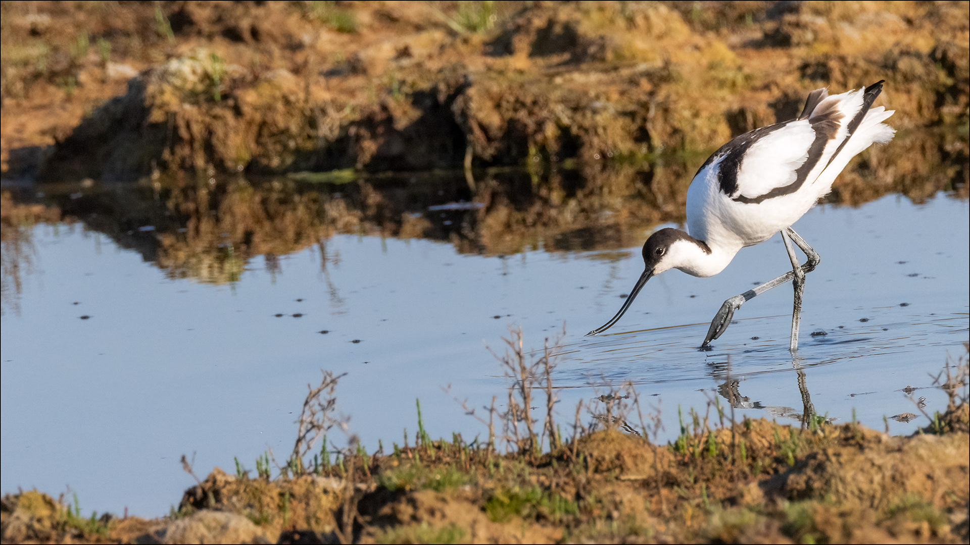Avocet feeding
