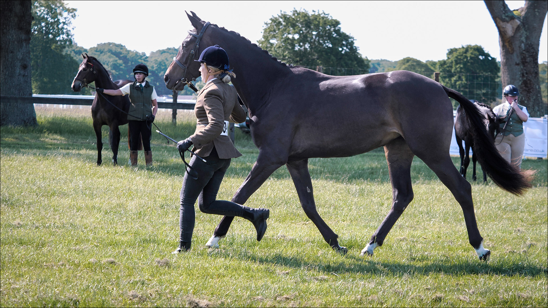 Trot-up 2023