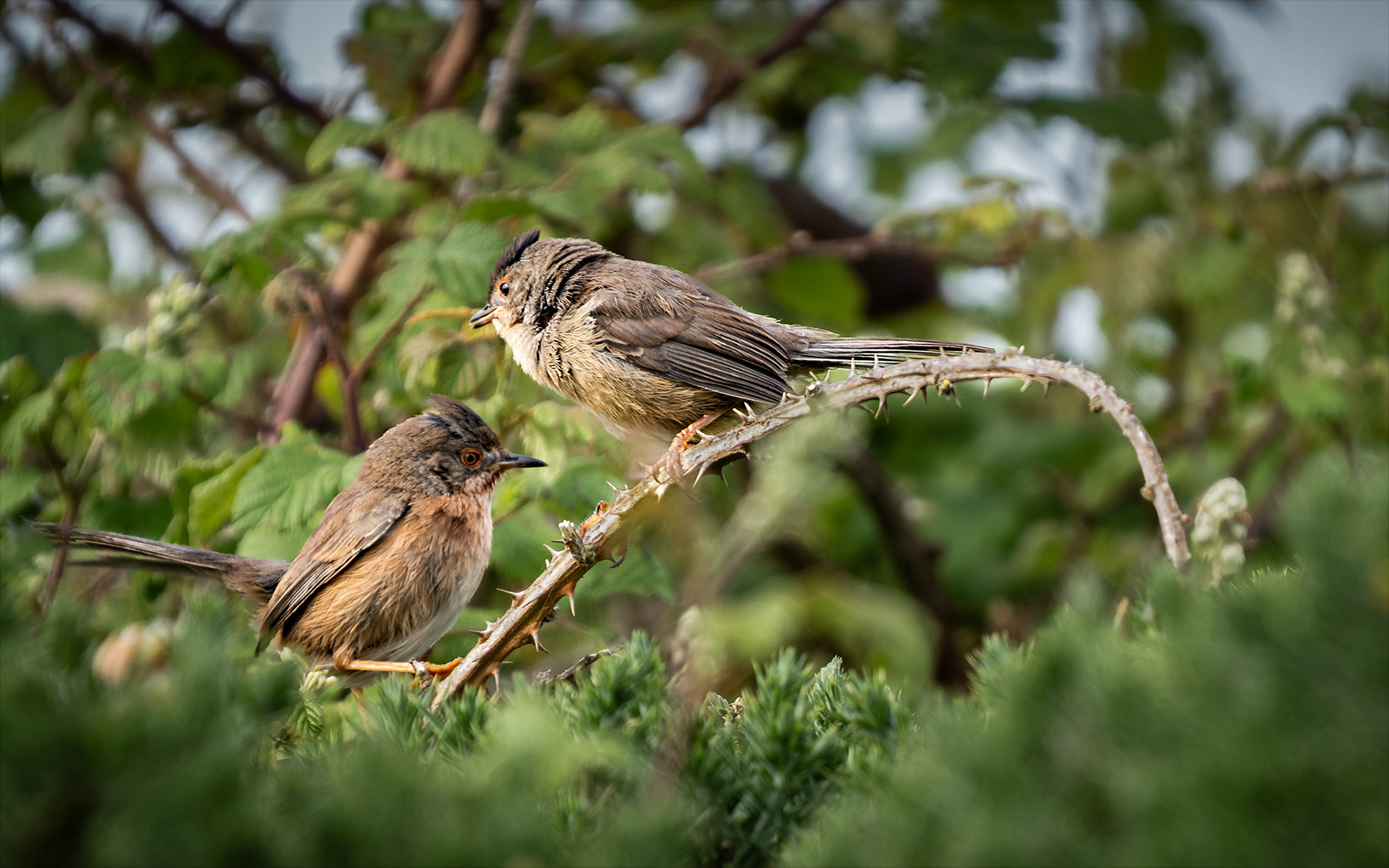 Adult dartford warbler with young