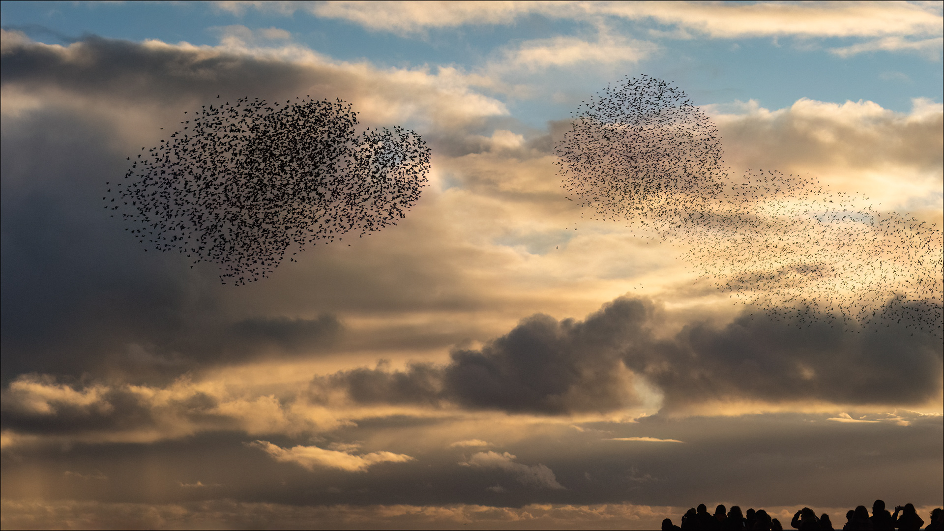 Starling murmuration Brighton