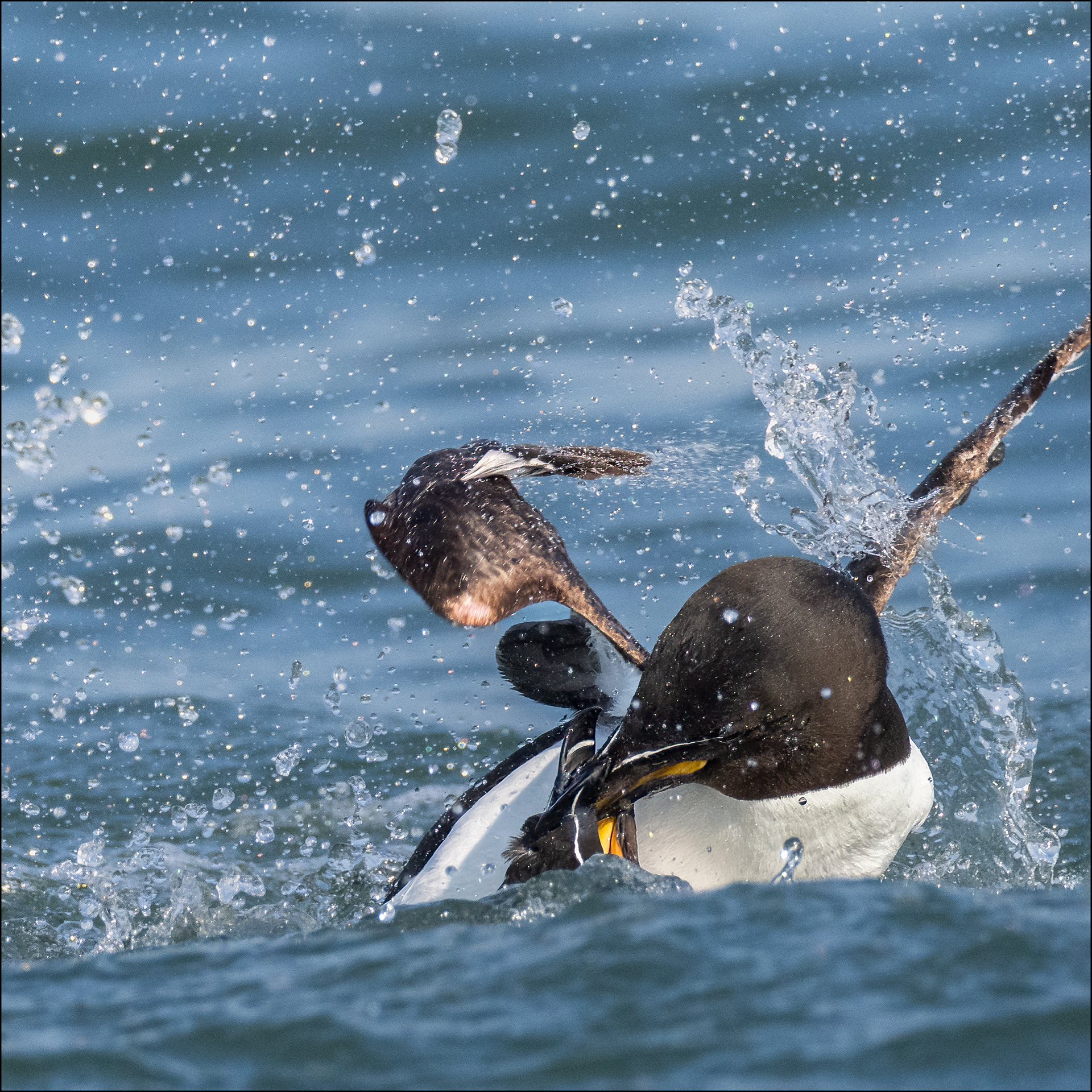 Fighting razorbill 2