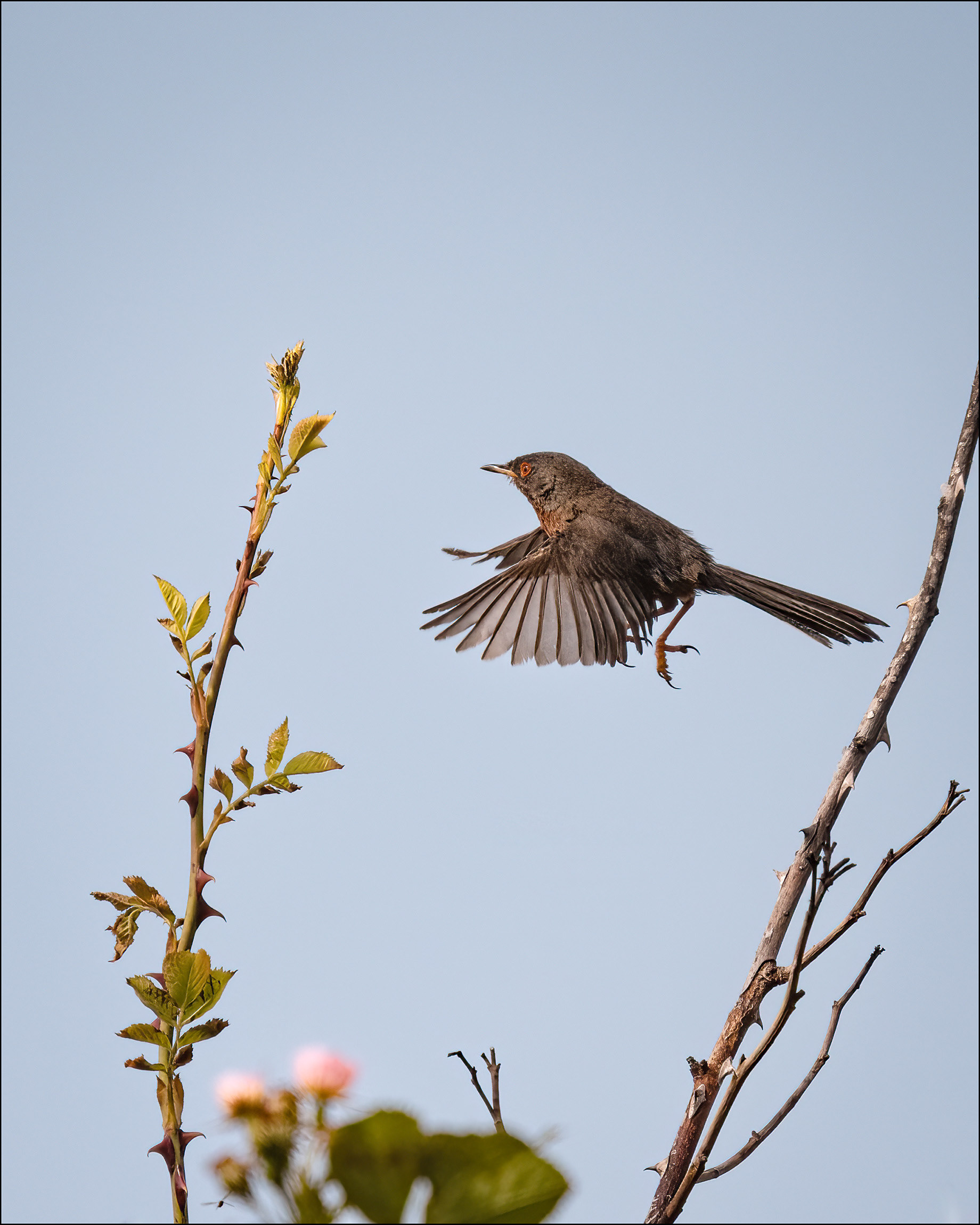 Dartford warbler in flight