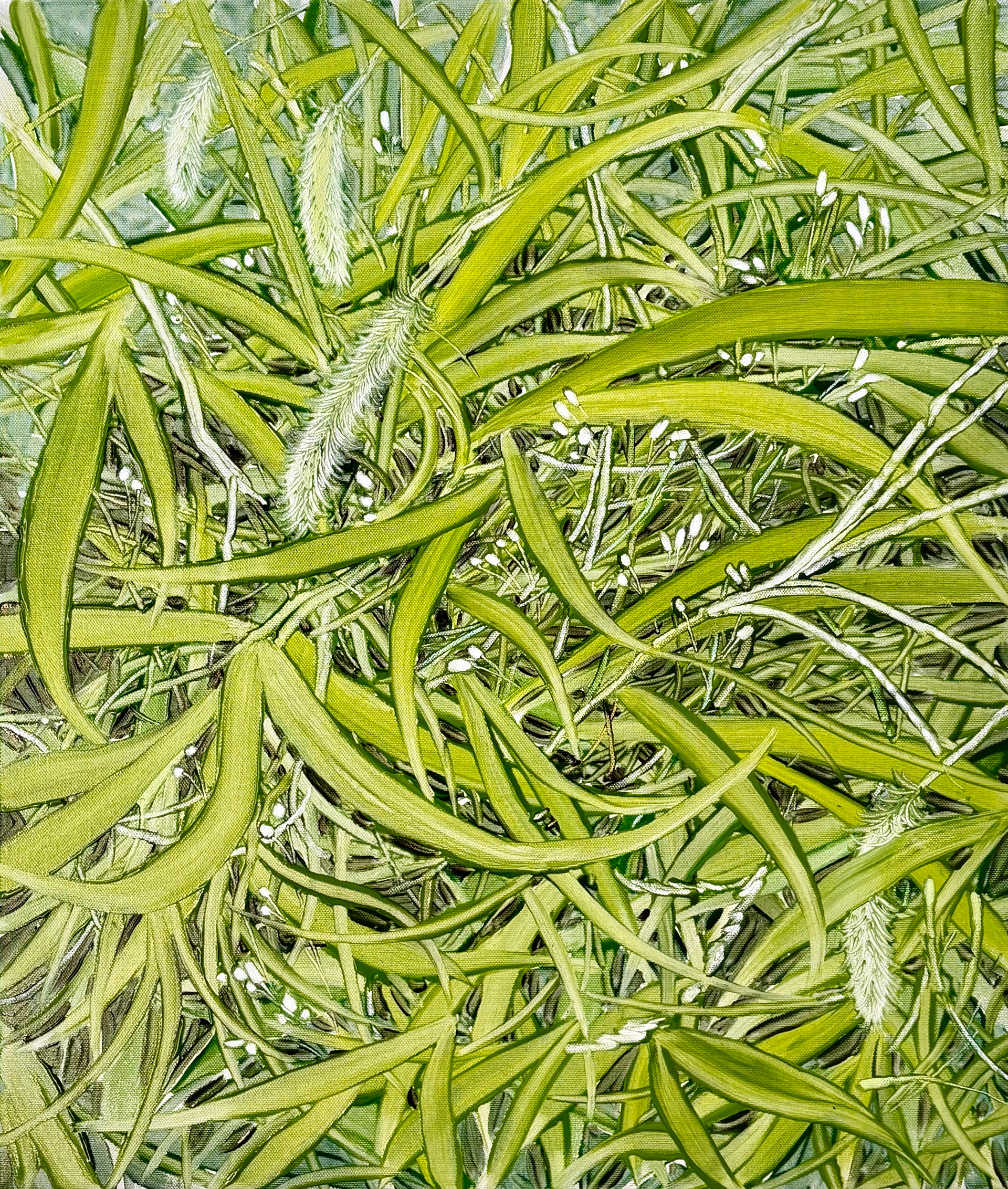 바람, 풀, Oil and oil pastel on canvas, 53.0x45.5cm, 2025