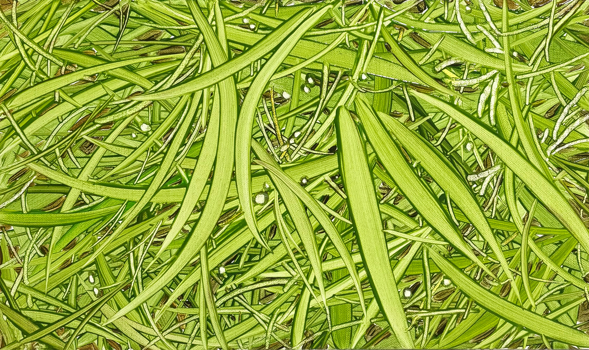 풀 위 바람 2, Oil and oil pastel on canvas, 24.2x40.9cm, 2025