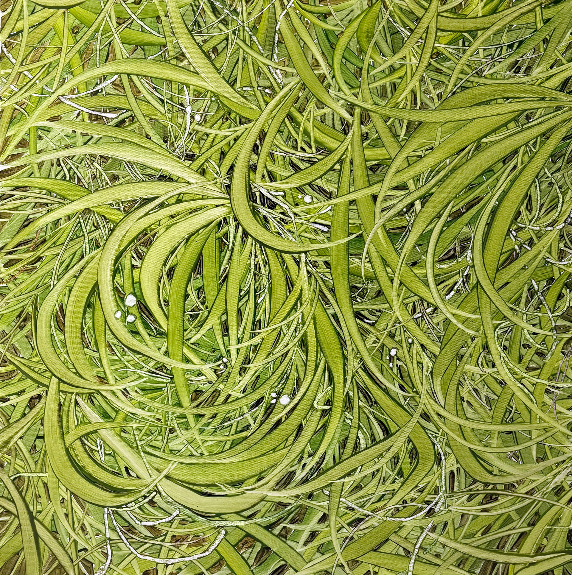 풀 잎 사이로 초록, Oil and oil pastel on canvas, 60.6x60.6cm, 2025