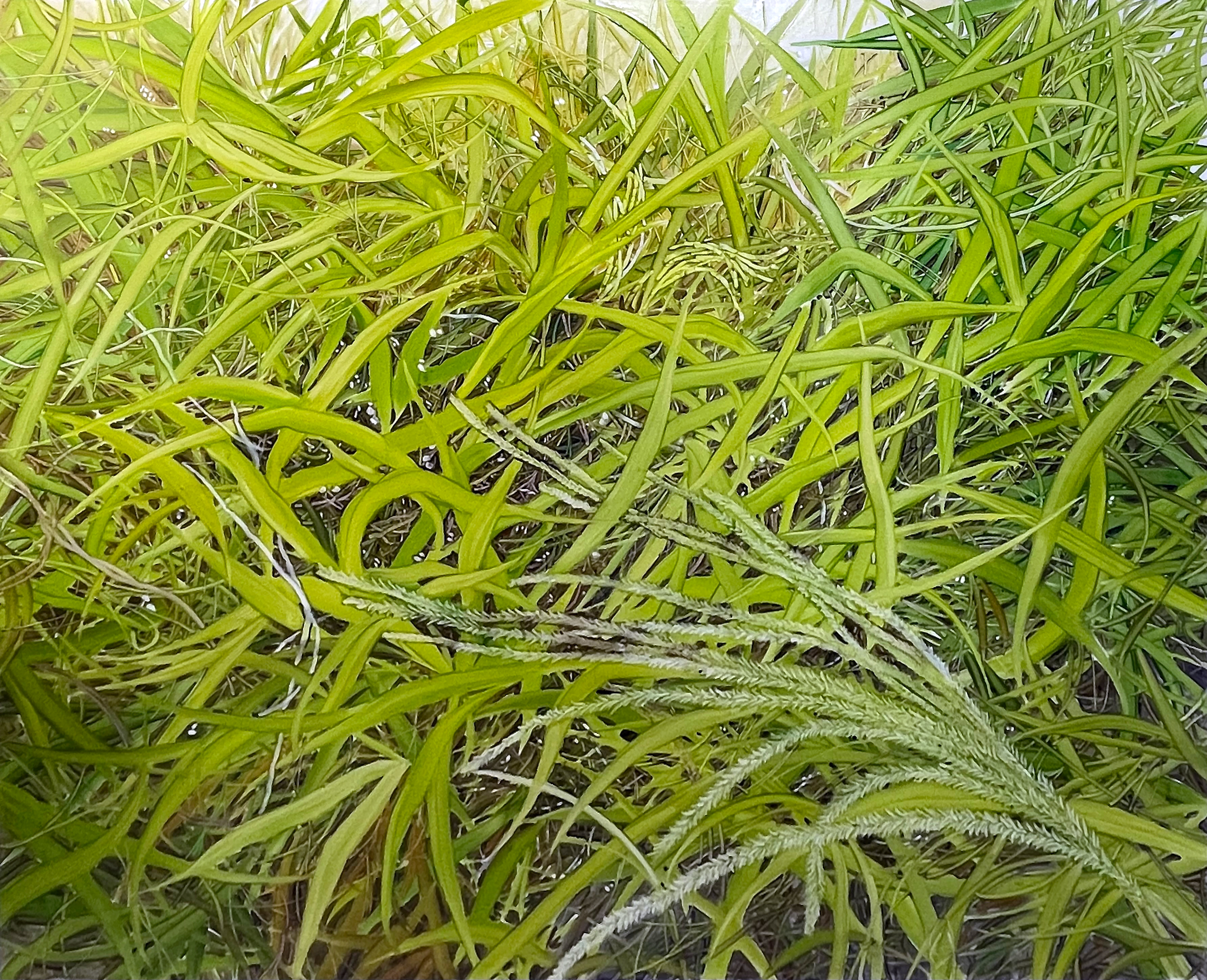 네 발걸음이 닿는 곳, Oil and oil pastel on canvas, 130.3x162.2cm, 2024