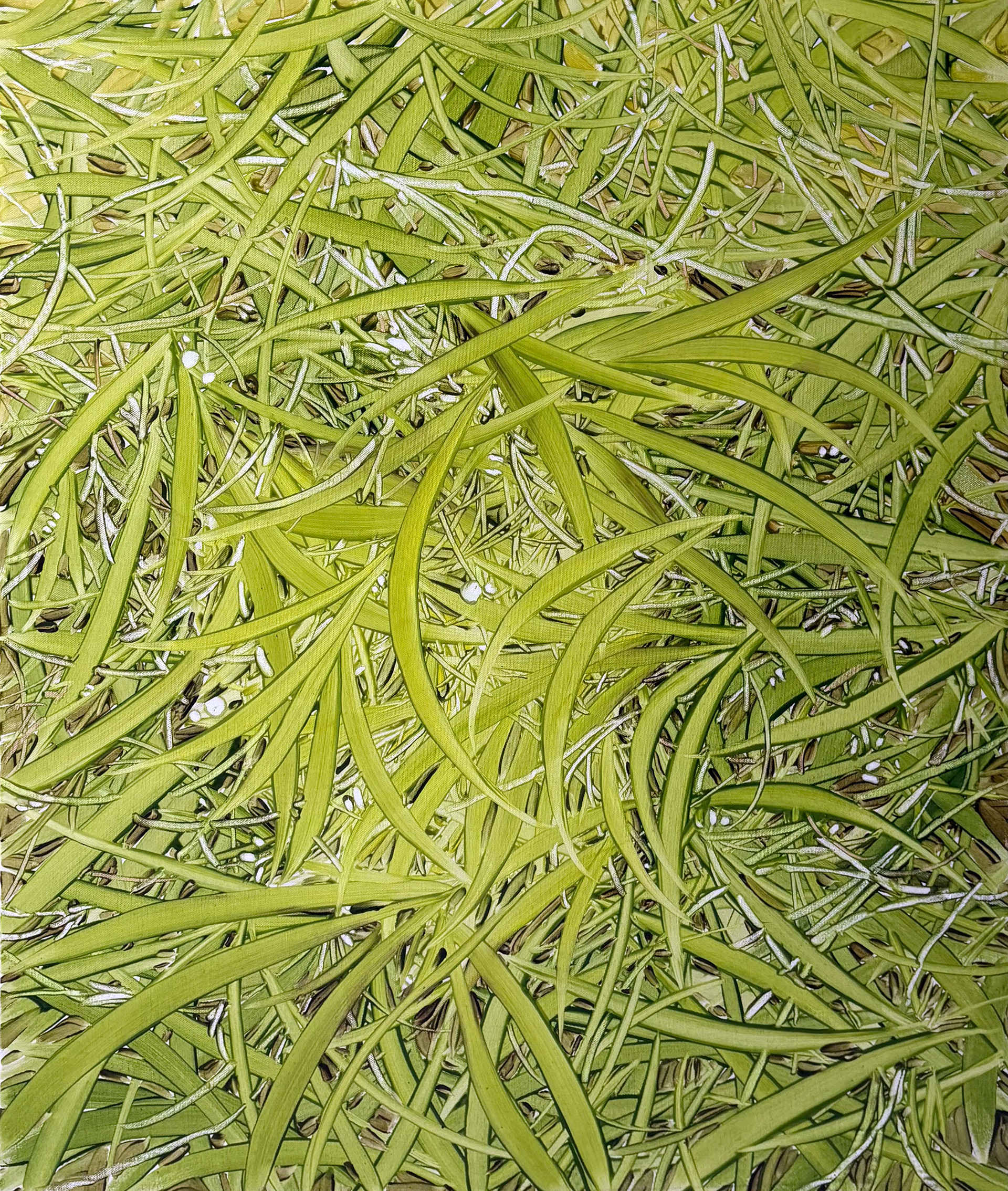 넌 나의 봄, Oil and oil pastel on canvas, 72.7x60.6cm, 2025